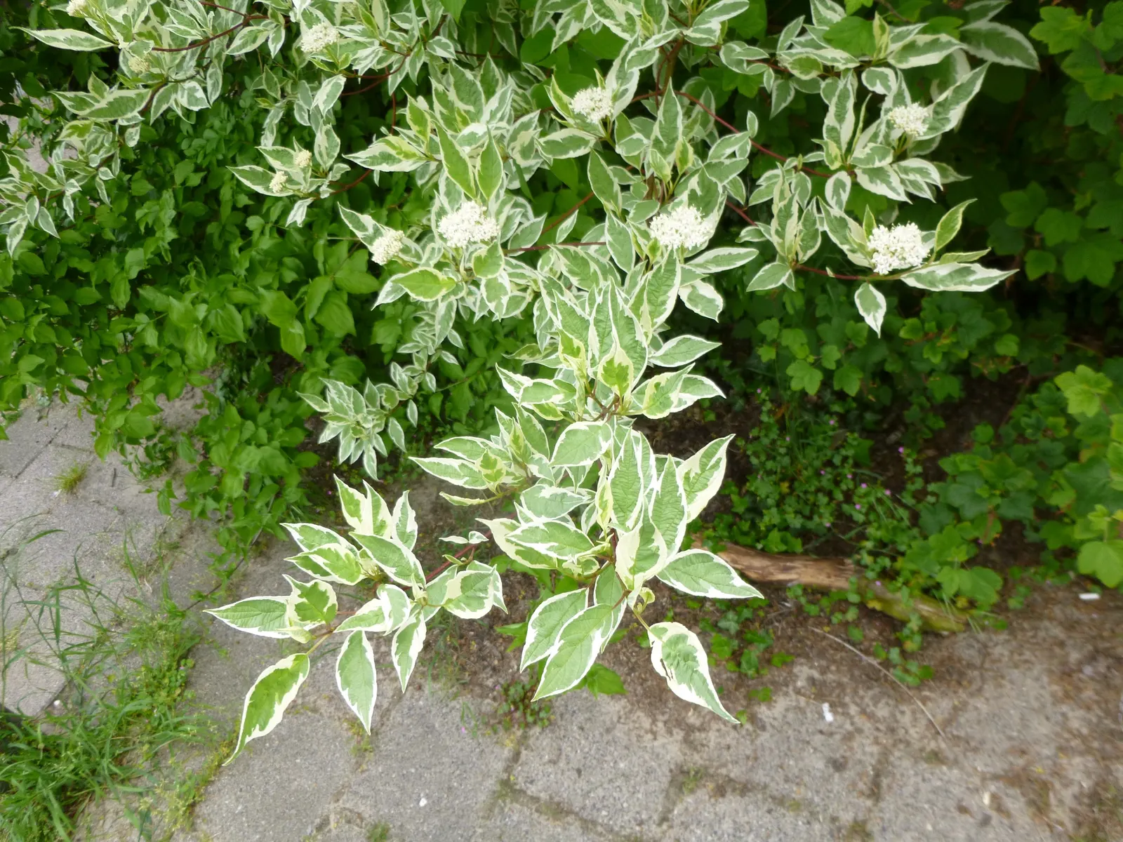 Variegated Red Twig Dogwood (Cornus Alba 'Elegantissima') — is a strikingly ornamental shrub that brings year-round interest to any landscape