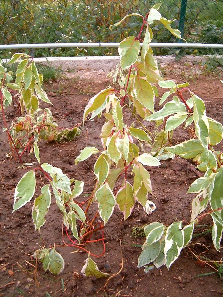 Variegated Red Twig Dogwood (Cornus Alba 'Elegantissima') — This hardy, deciduous shrub reaches 6-8 feet in height and spread, thriving in zones 3-7