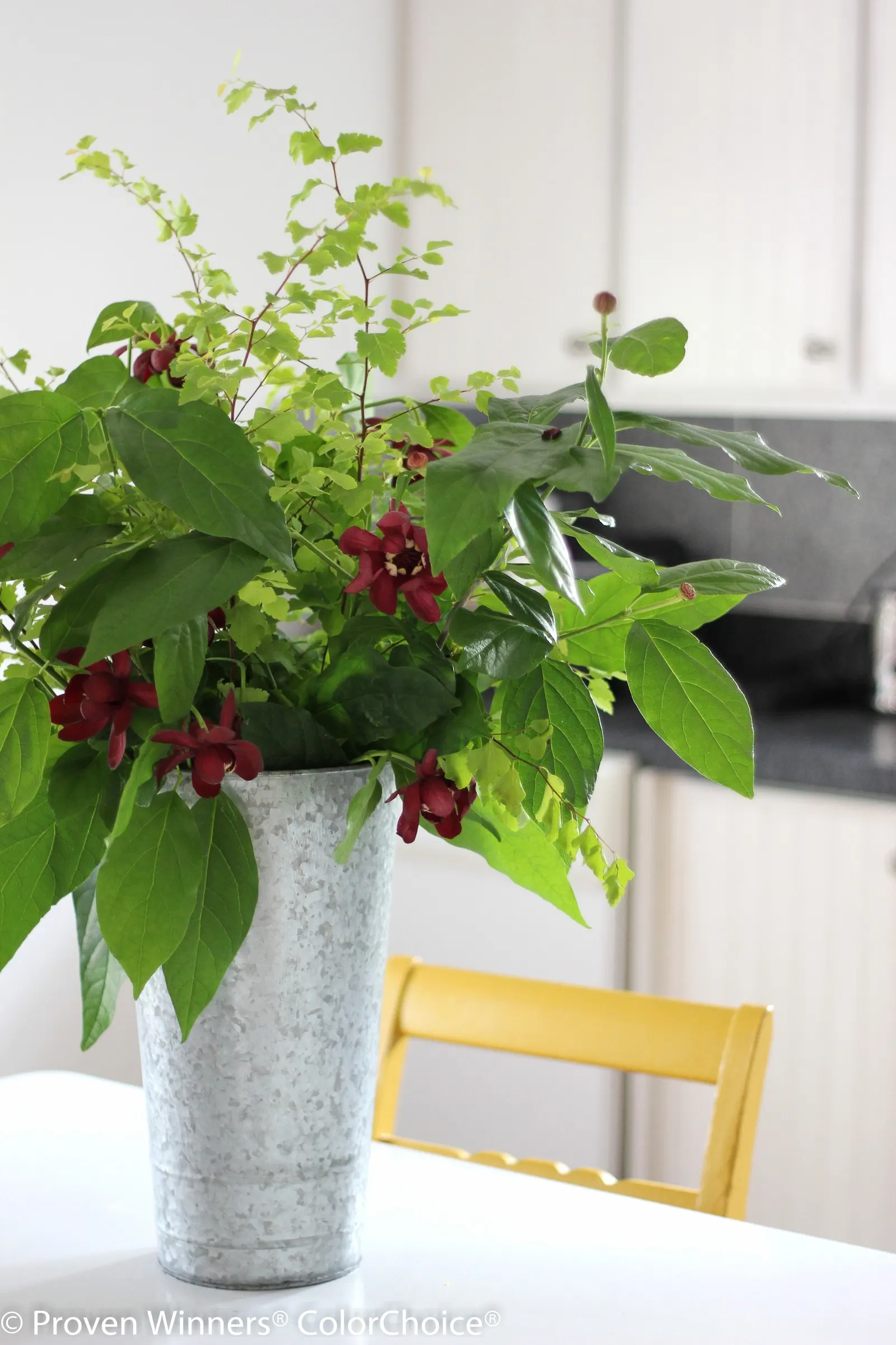 'Aphrodite' Sweetshrub (Calycanthus x) — You've found it in ' Aphrodite ' calycanthus