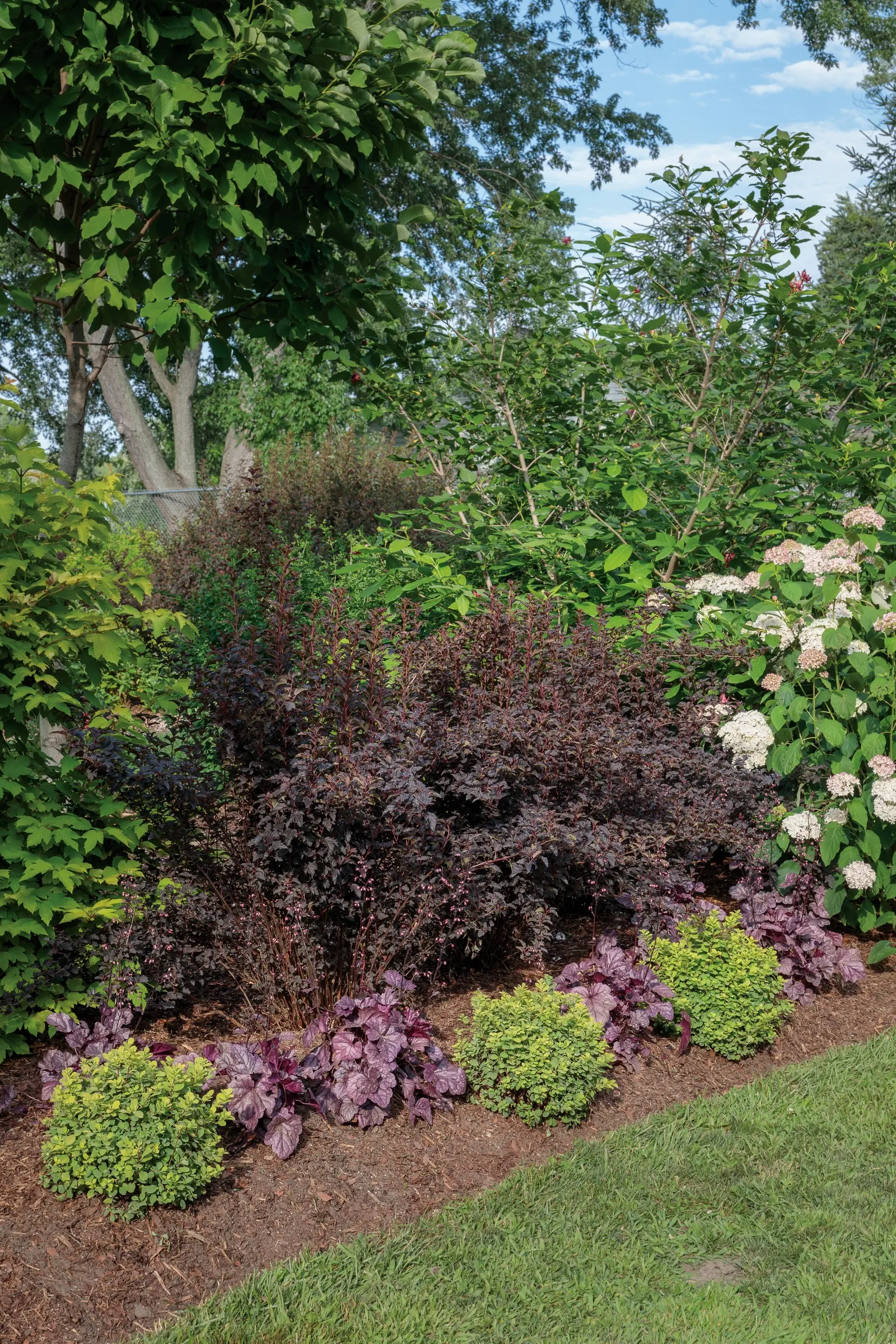 Summer Wine® Black Ninebark (Physocarpus opulifolius) — is a Proven Winners® deciduous shrub with upright stems
