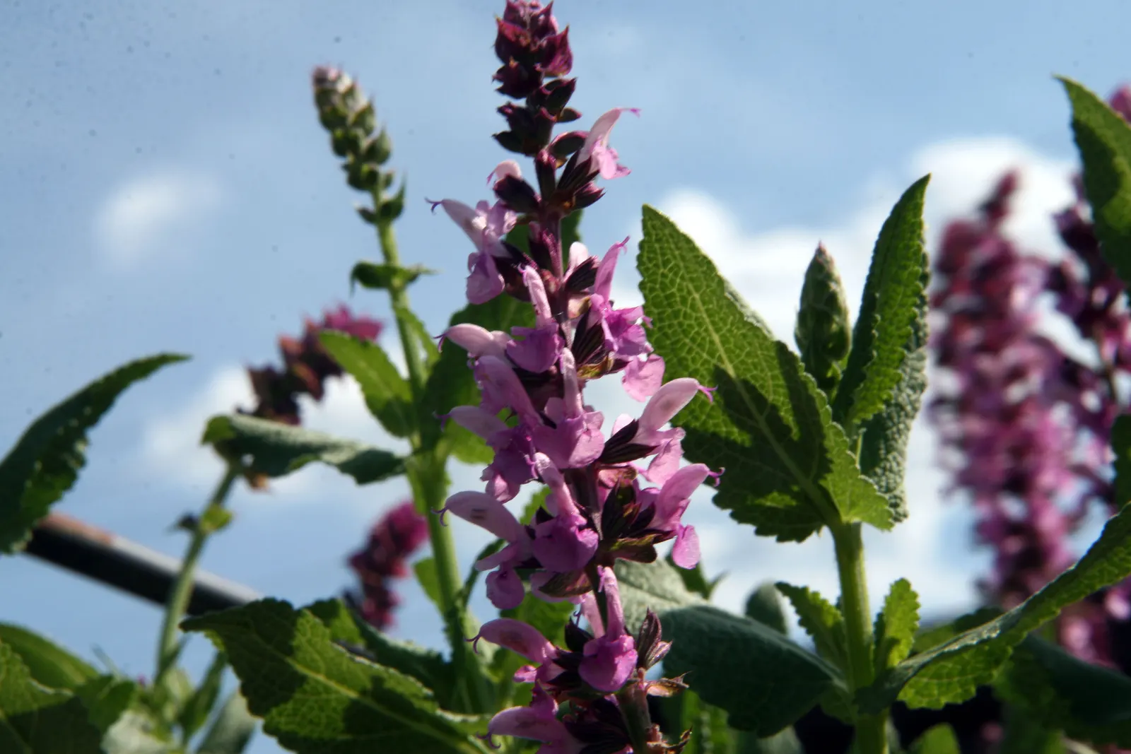 Rose Meadow Salvia (Salvia Nemorosa 'Rose Marvel') — it provides exceptional late spring to summer color