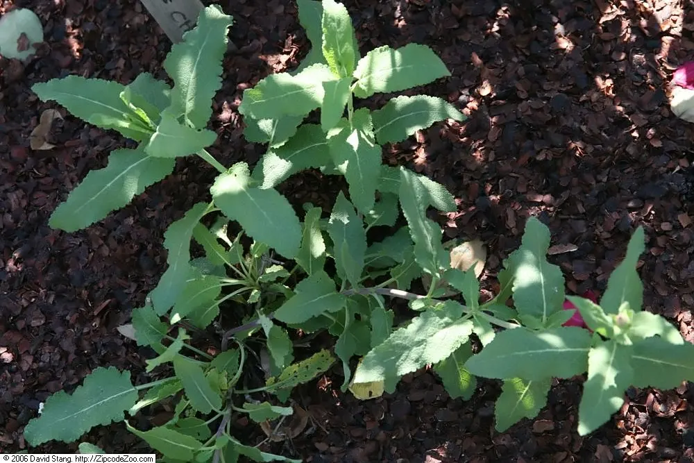 Rose Meadow Salvia (Salvia Nemorosa 'Rose Marvel') — commonly referred to as Rose Meadow Salvia