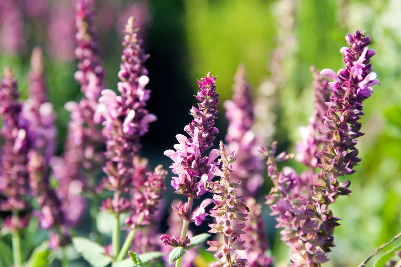 Rose Meadow Salvia (Salvia Nemorosa 'Rose Marvel') — Low-maintenance and drought-resistant