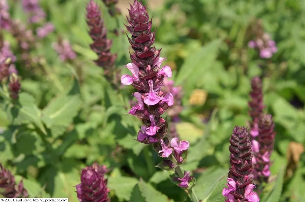 Rose Meadow Salvia (Salvia Nemorosa 'Rose Marvel') — This perennial flaunts striking rose-pink blooms atop 18 to 20-inch stems with a spread of 18 inches