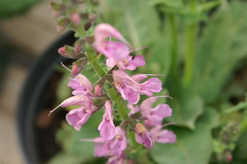Rose Meadow Salvia (Salvia Nemorosa 'Rose Marvel') — or cut flower arrangements