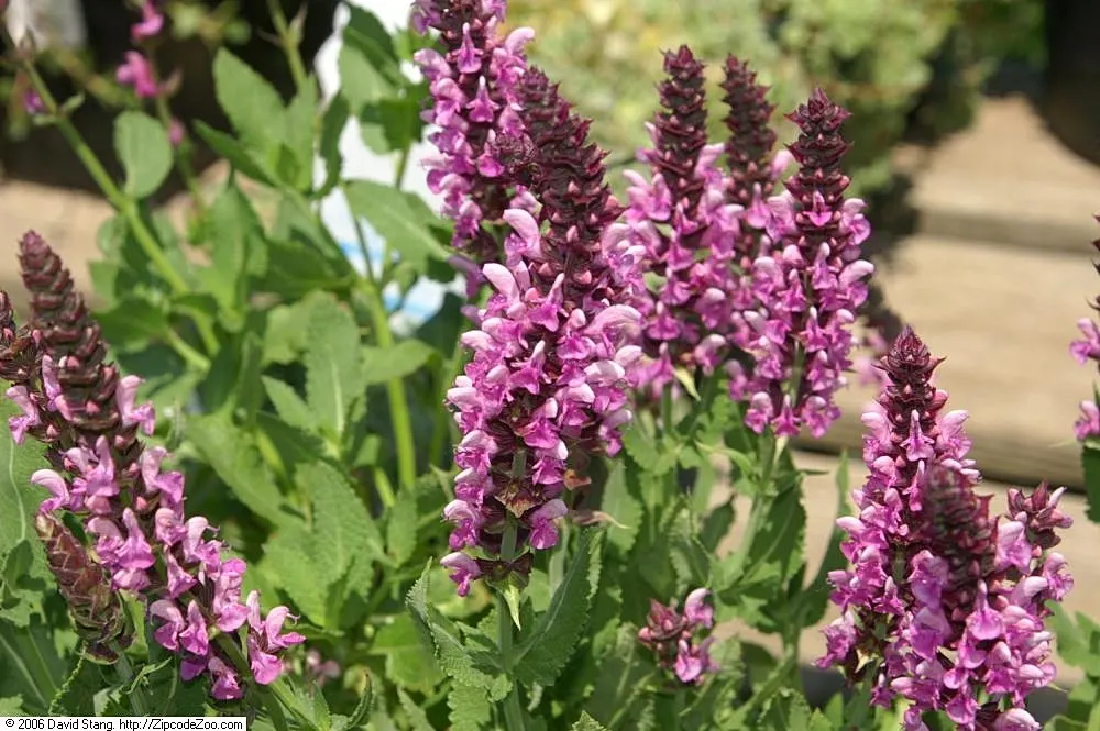 Rose Meadow Salvia (Salvia Nemorosa 'Rose Marvel') — Cold-tolerant (USDA Zones 4-9), it's a butterfly magnet, thriving in full sun to light shade