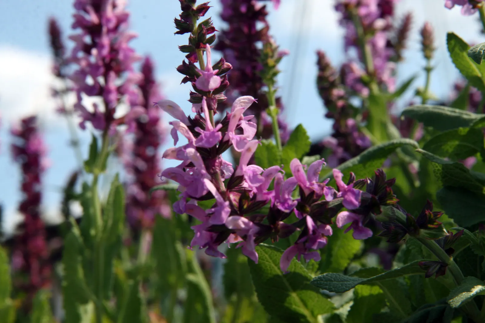 Rose Meadow Salvia (Salvia Nemorosa 'Rose Marvel') — The Rose Meadow Salvia, Salvia nemorosa 'Rose Marvel', boasts the largest flowers of its kind