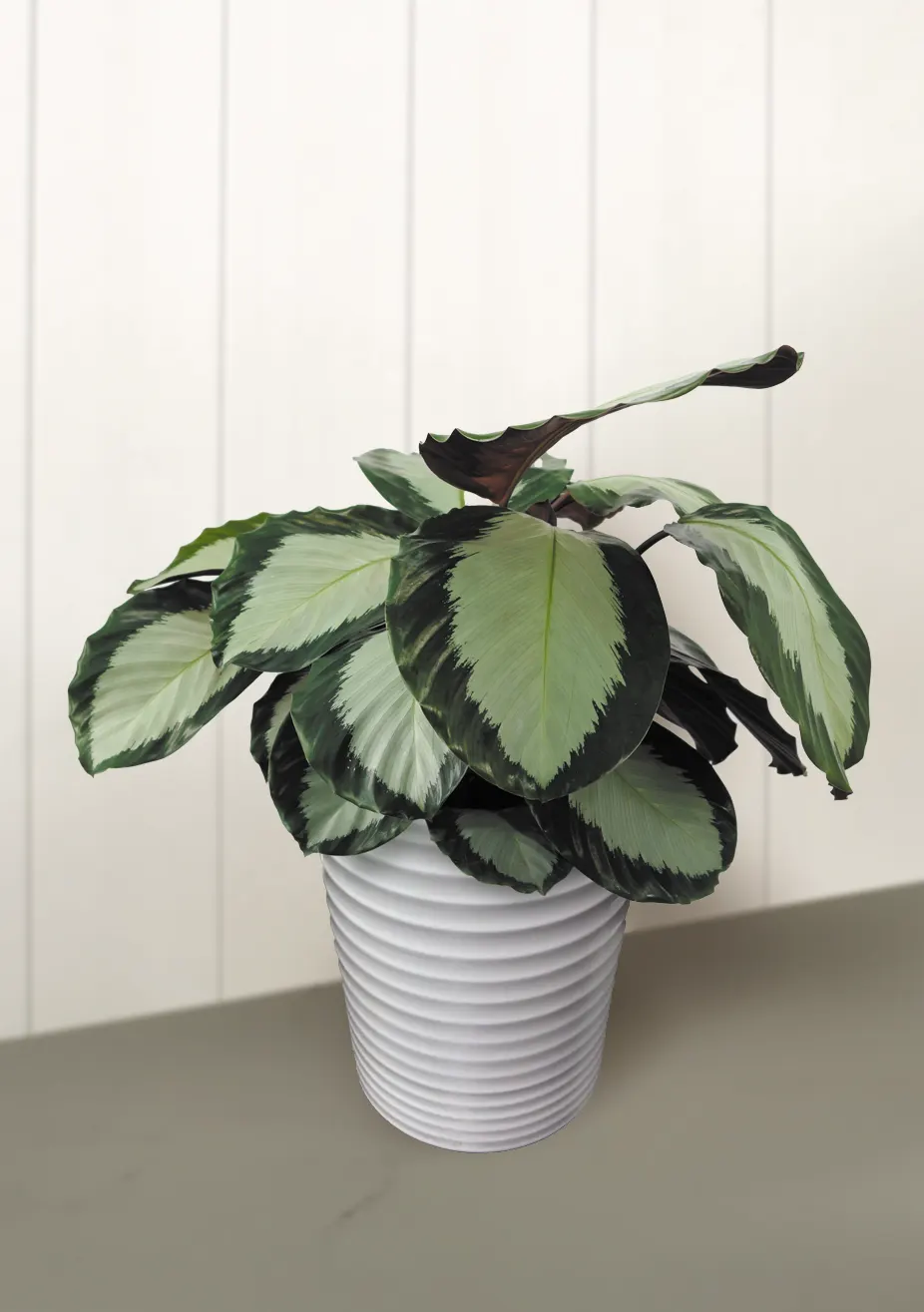 Royal Standard Calathea (Calathea hybrid) — The Calathea hybrid 'Royal Standard' is a refined prayer plant with dark green