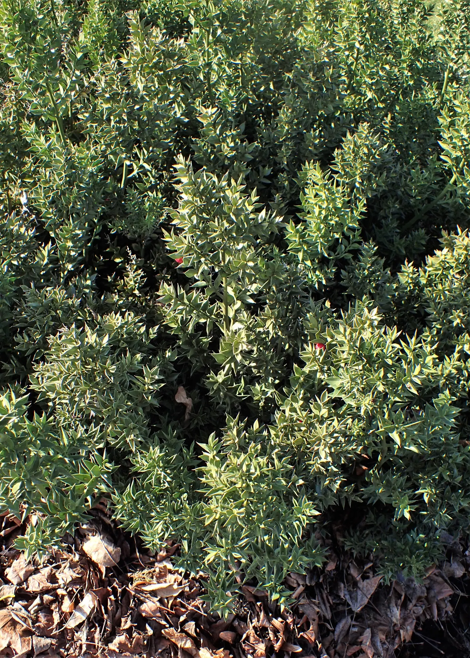 Butcher's Broom (Ruscus Aculeatus) — which give rise to vibrant red berries in the fall and winter