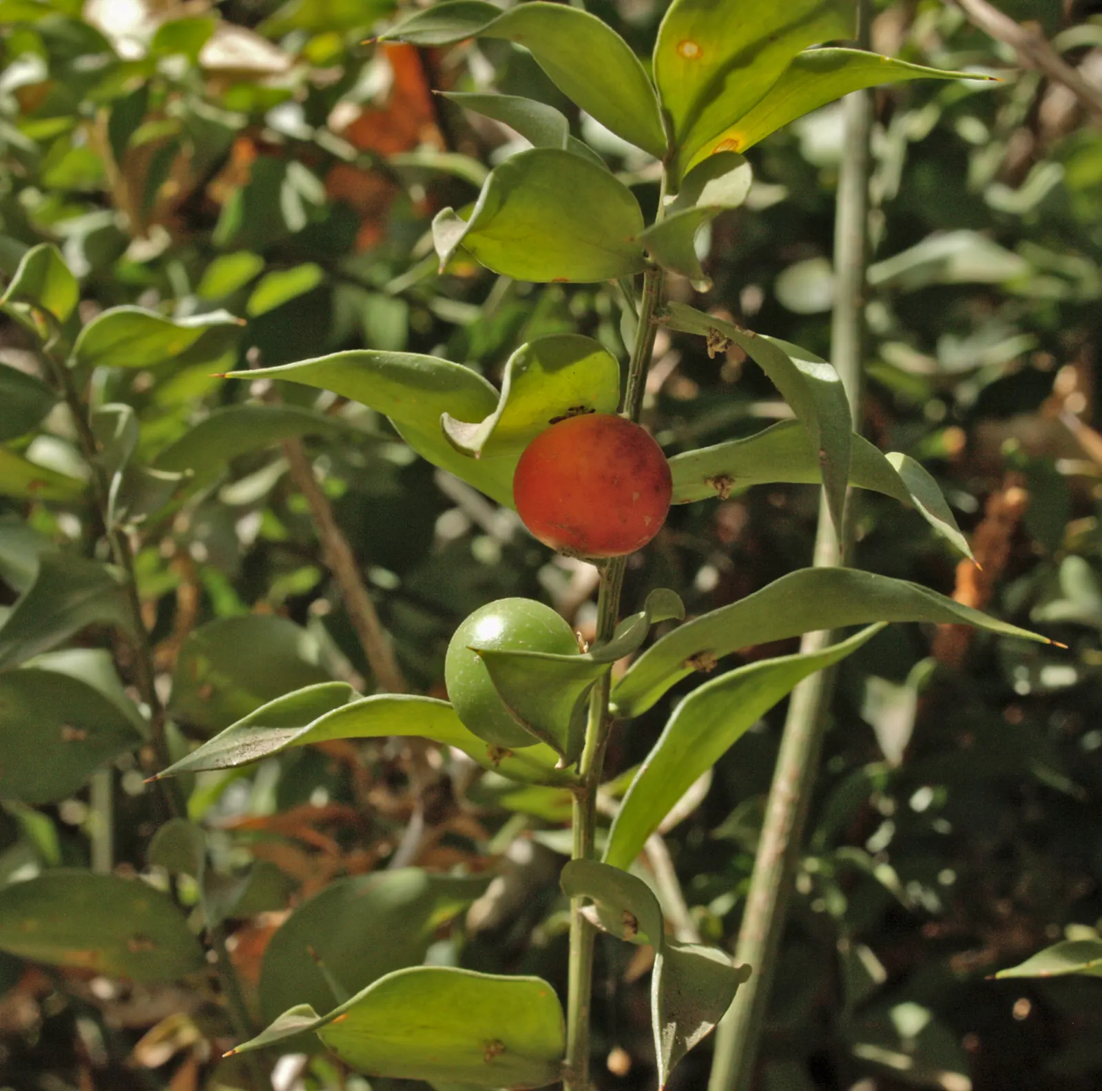 Butcher's Broom (Ruscus Aculeatus) — with only the female bearing the berries.<br><br>Hardy in USDA zones 7 to 9; this tough plant has a distinctive appearance