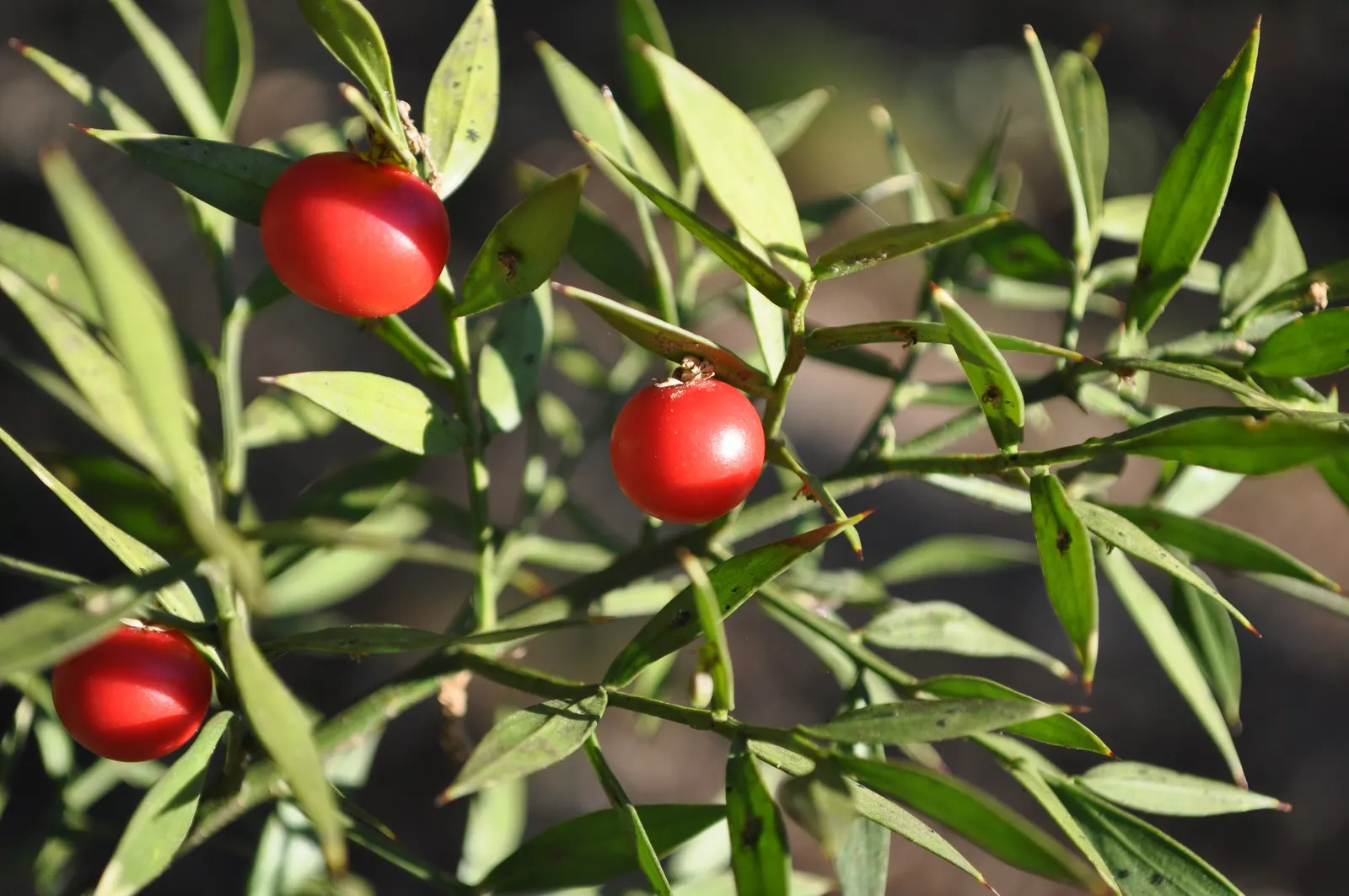 Butcher's Broom (Ruscus Aculeatus) — so both male and female plants are needed for fruit production; ground cover with white blooms