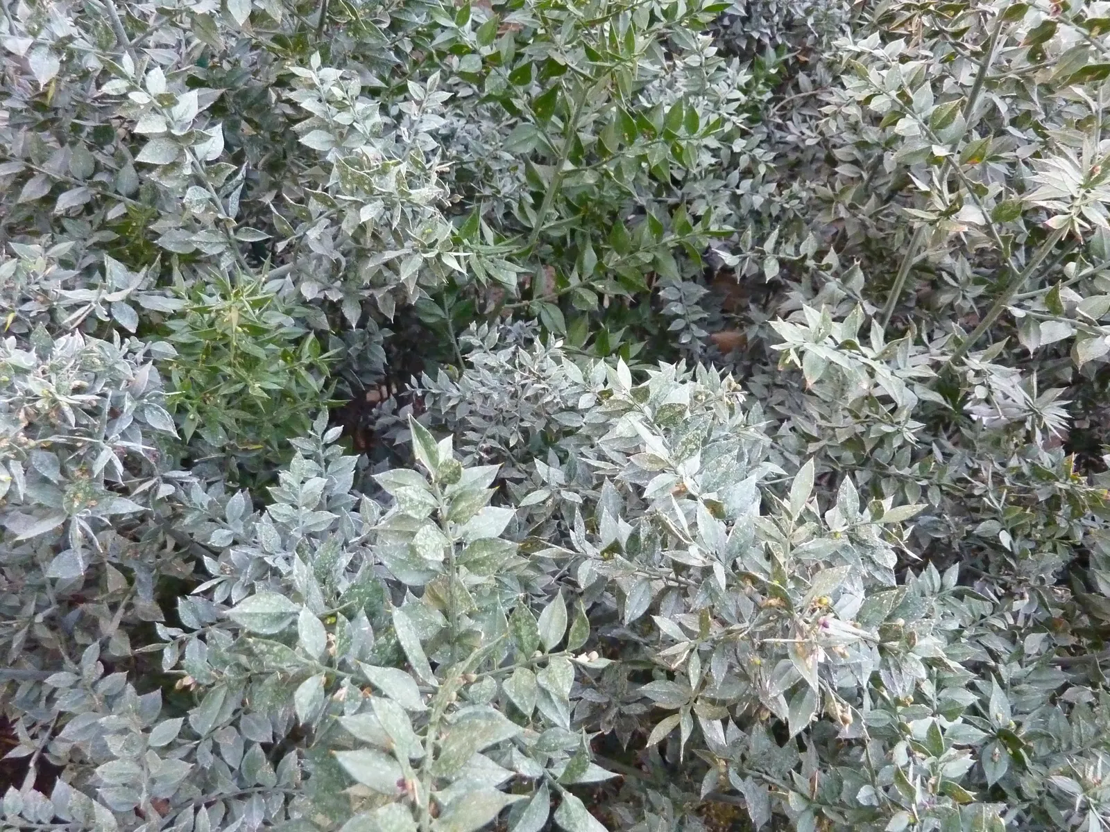 Butcher's Broom (Ruscus Aculeatus) — this shrub is highly adaptable; providing a bold contrast against the dark foliage and a source of food for birds