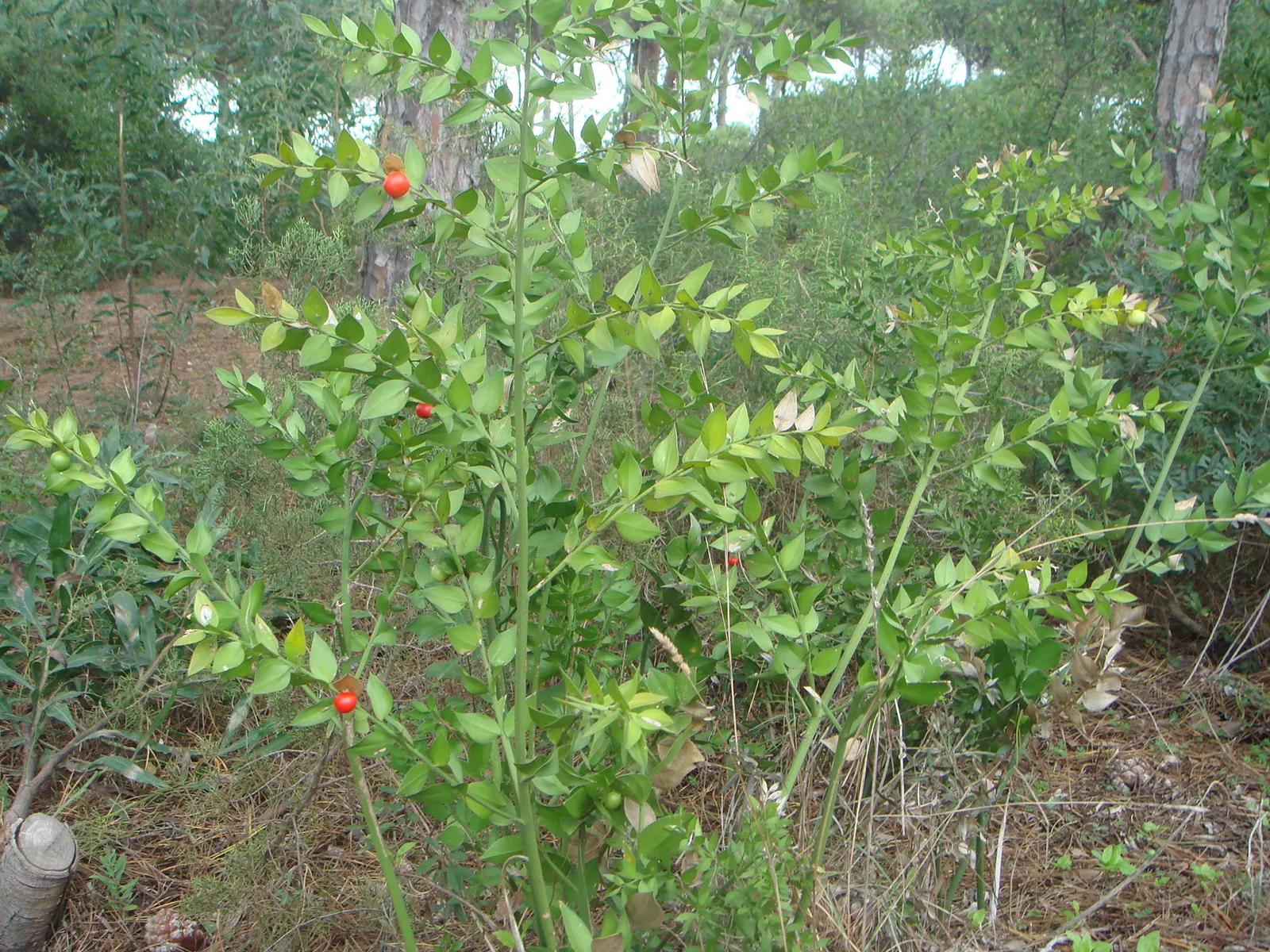 Butcher's Broom (Ruscus Aculeatus) — spine-tipped leaf-like structures (cladodes) with tiny flowers centered in winter; commonly known as Butcher's Broom