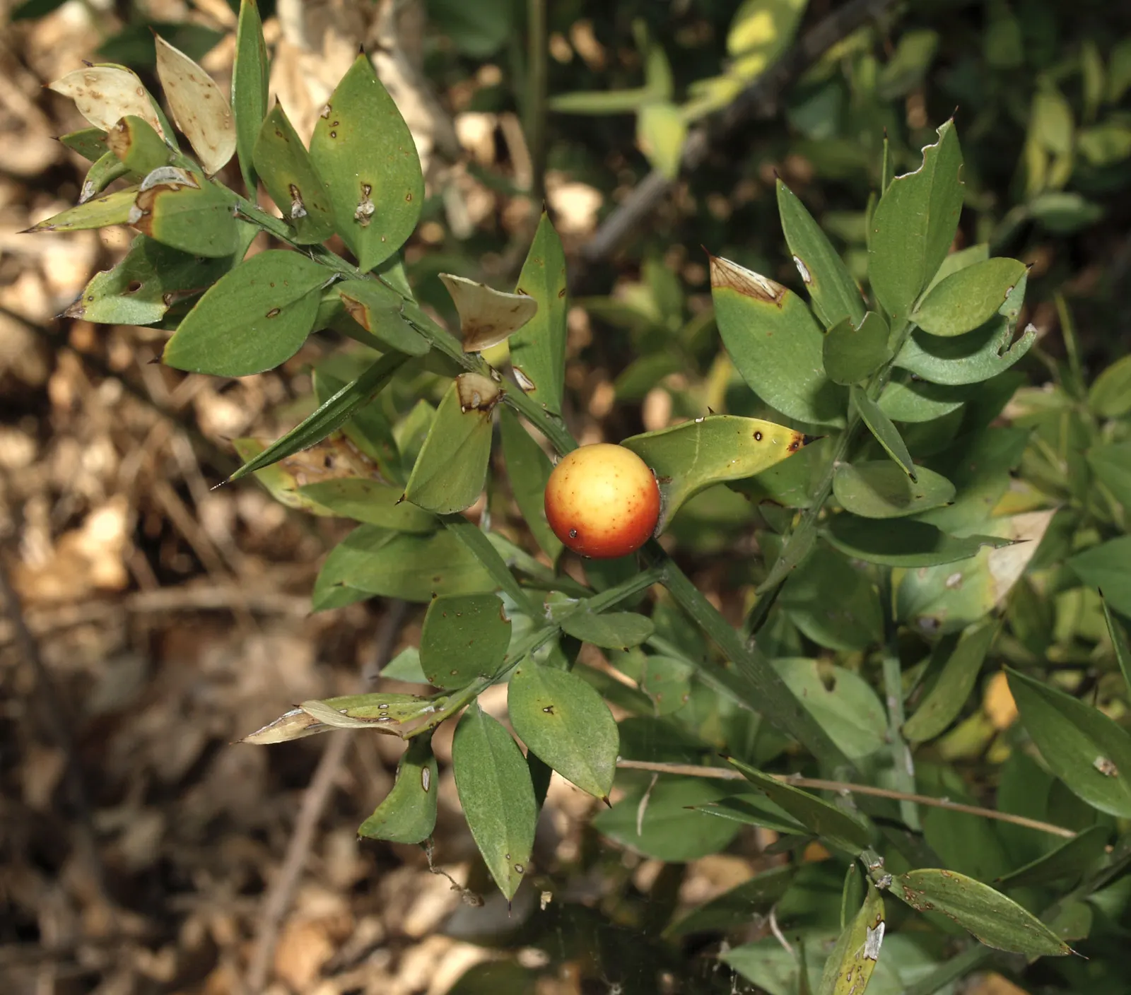 Butcher's Broom (Ruscus Aculeatus) — with only the female bearing the berries.<br><br>Hardy in USDA zones 7 to 9; this tough plant has a, image 63