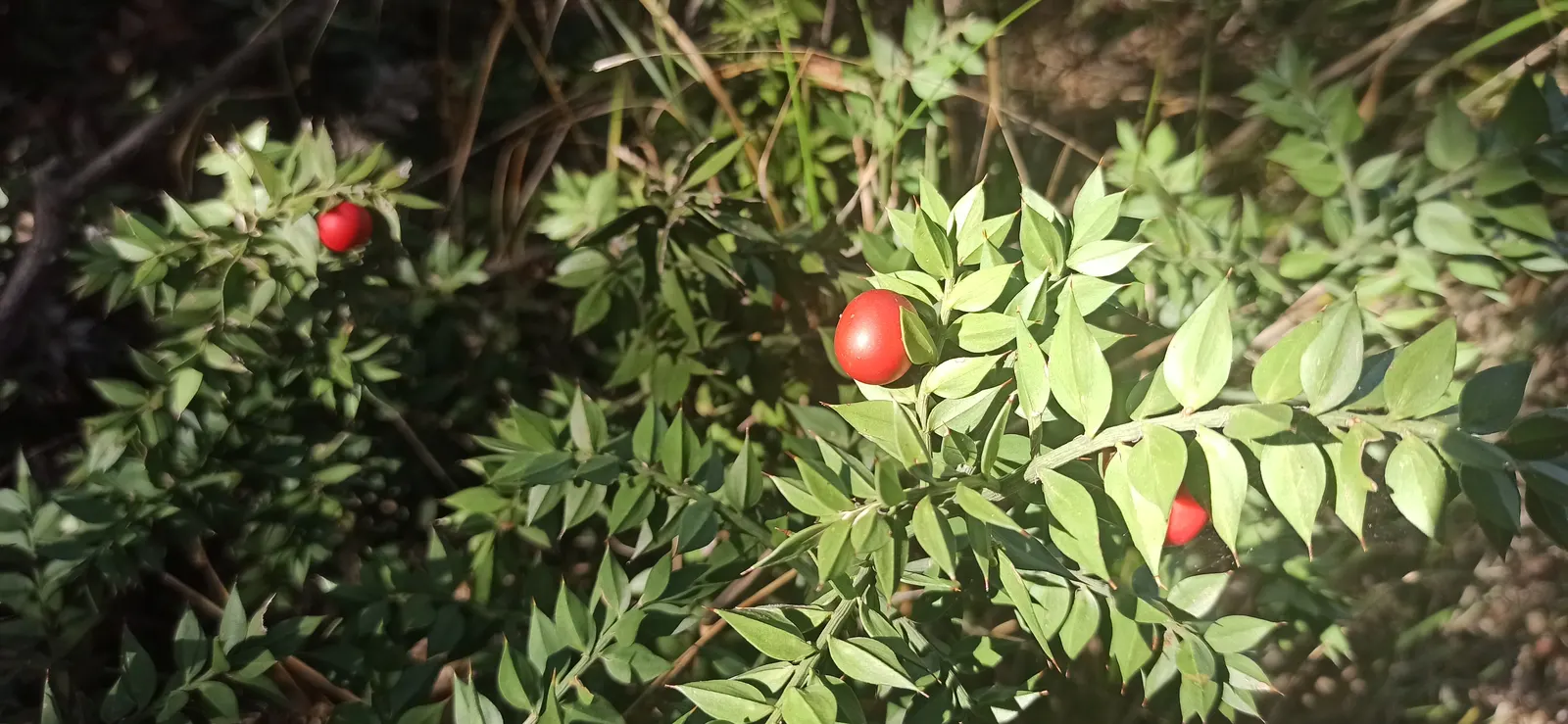 Butcher's Broom (Ruscus Aculeatus) — tolerating a range of soil conditions from sandy to clay and preferring partial to full shade; butcher's Broom offers an