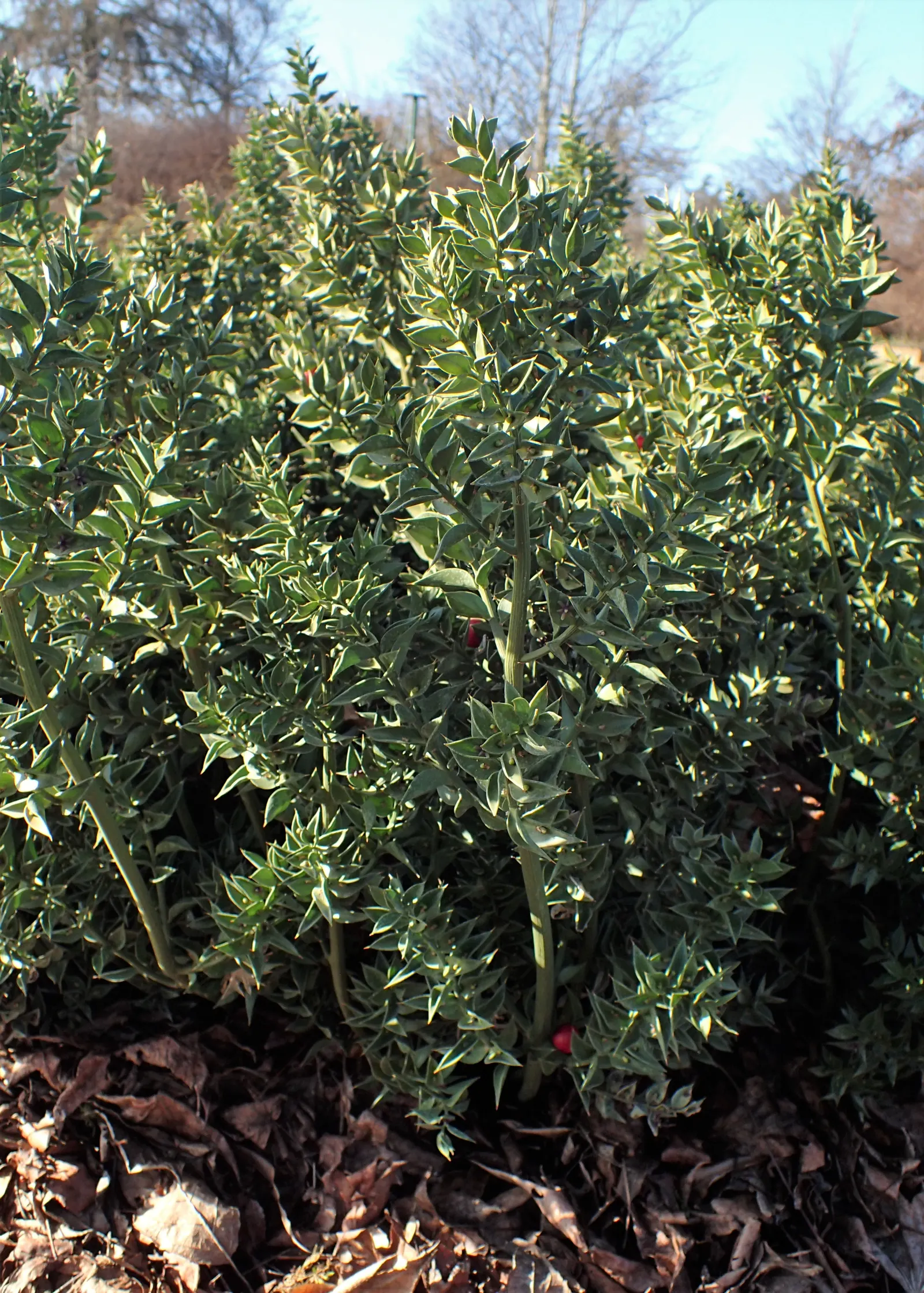 Butcher's Broom (Ruscus Aculeatus) — This tough plant has a distinctive appearance; with only the female bearing the berries.<br><br>Hardy in USDA, image 54