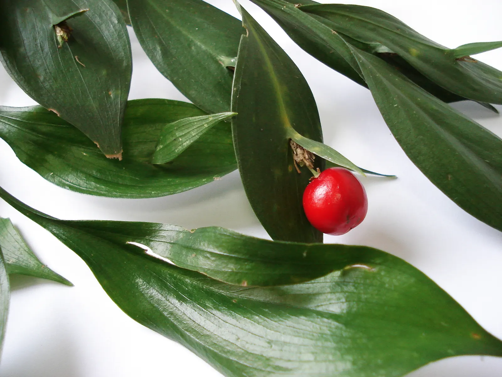Butcher's Broom (Ruscus Aculeatus) — Red berries emerge in fall; upright stems that grow to a mature height of about 2.5 to 3 feet and a spread of 2 to 3 feet