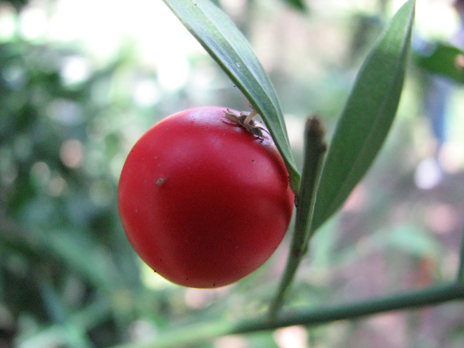 Butcher's Broom (Ruscus Aculeatus) — making it an excellent choice for low-maintenance gardens