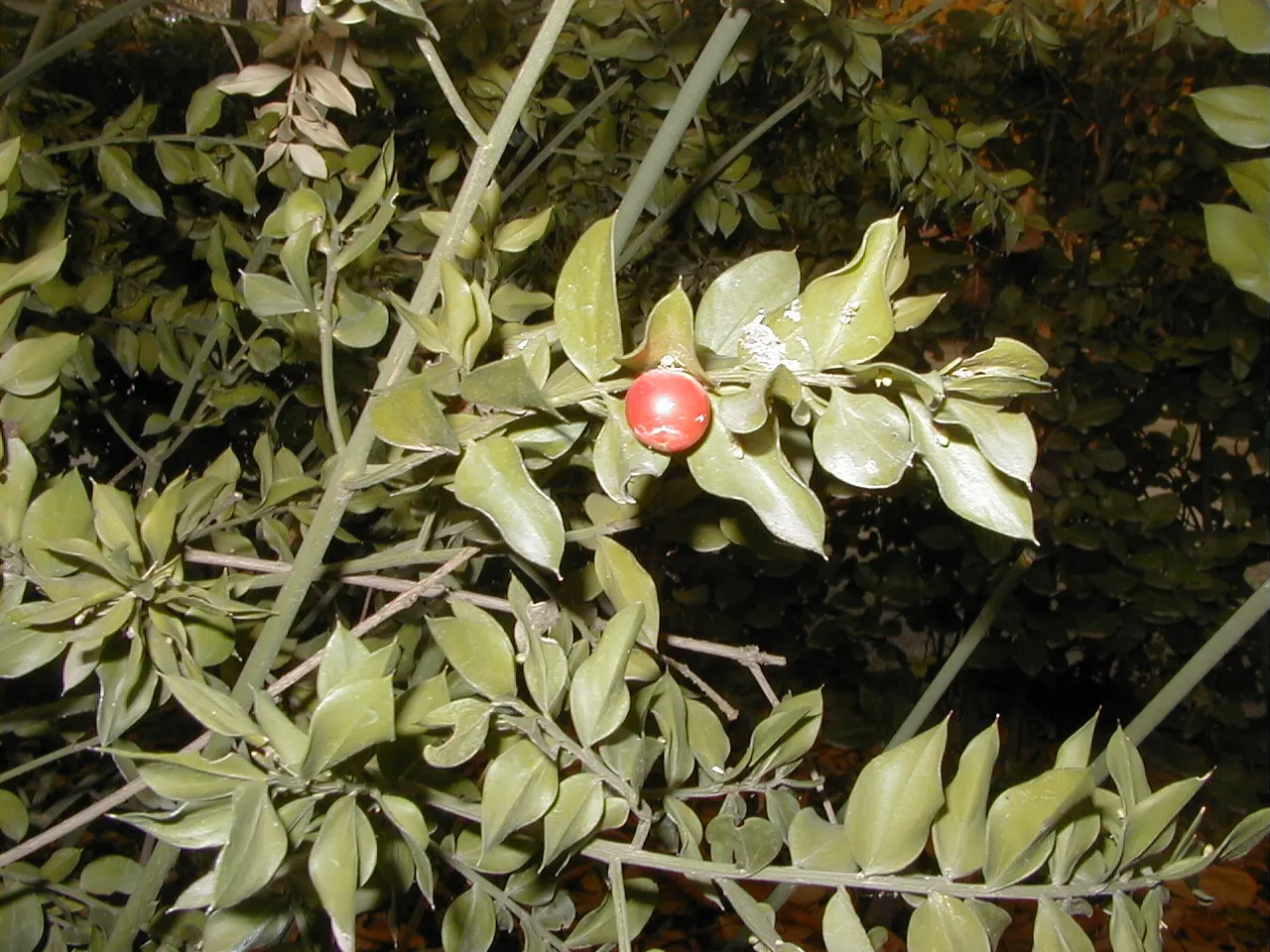 Butcher's Broom (Ruscus Aculeatus) — Butcher's Broom offers an attractive