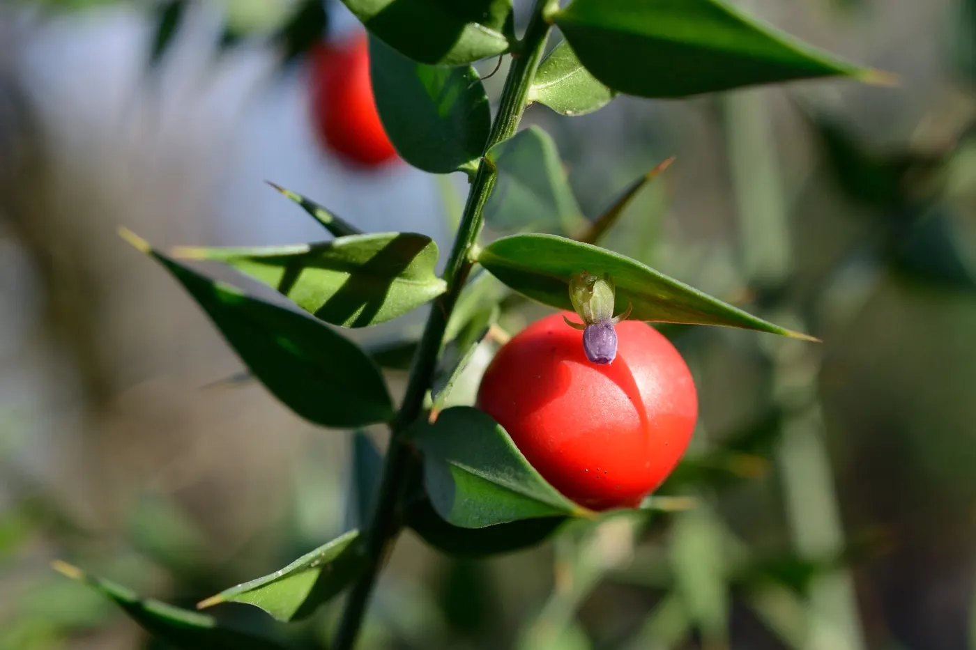 Butcher's Broom (Ruscus Aculeatus) — upright stems that grow to a mature height of about 2.5 to 3 feet and a spread of 2 to 3 feet; red berries emerge in fall