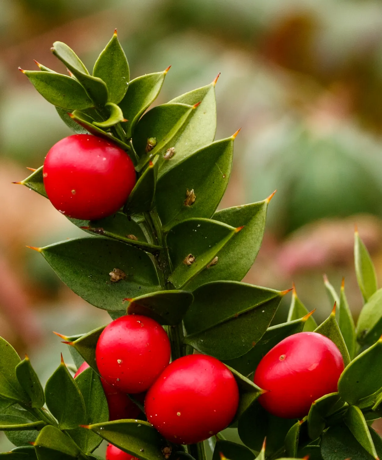 Butcher's Broom (Ruscus Aculeatus) — commonly known as Butcher's Broom; spine-tipped leaf-like structures (cladodes) with tiny flowers centered in, image 49