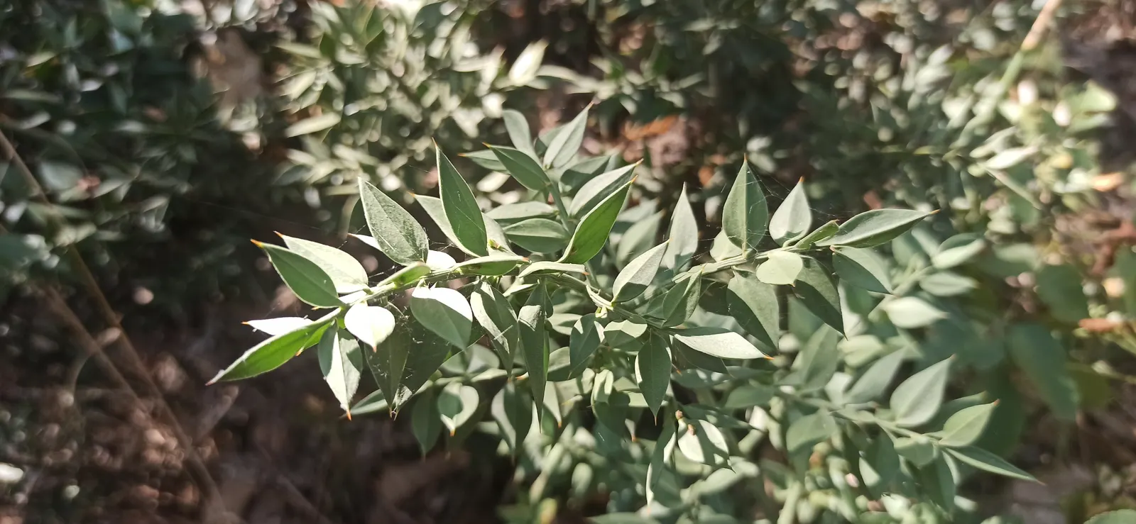 Butcher's Broom (Ruscus Aculeatus) — Adapted to partial/full shade; butcher's Broom is also drought-resistant once established, image 51