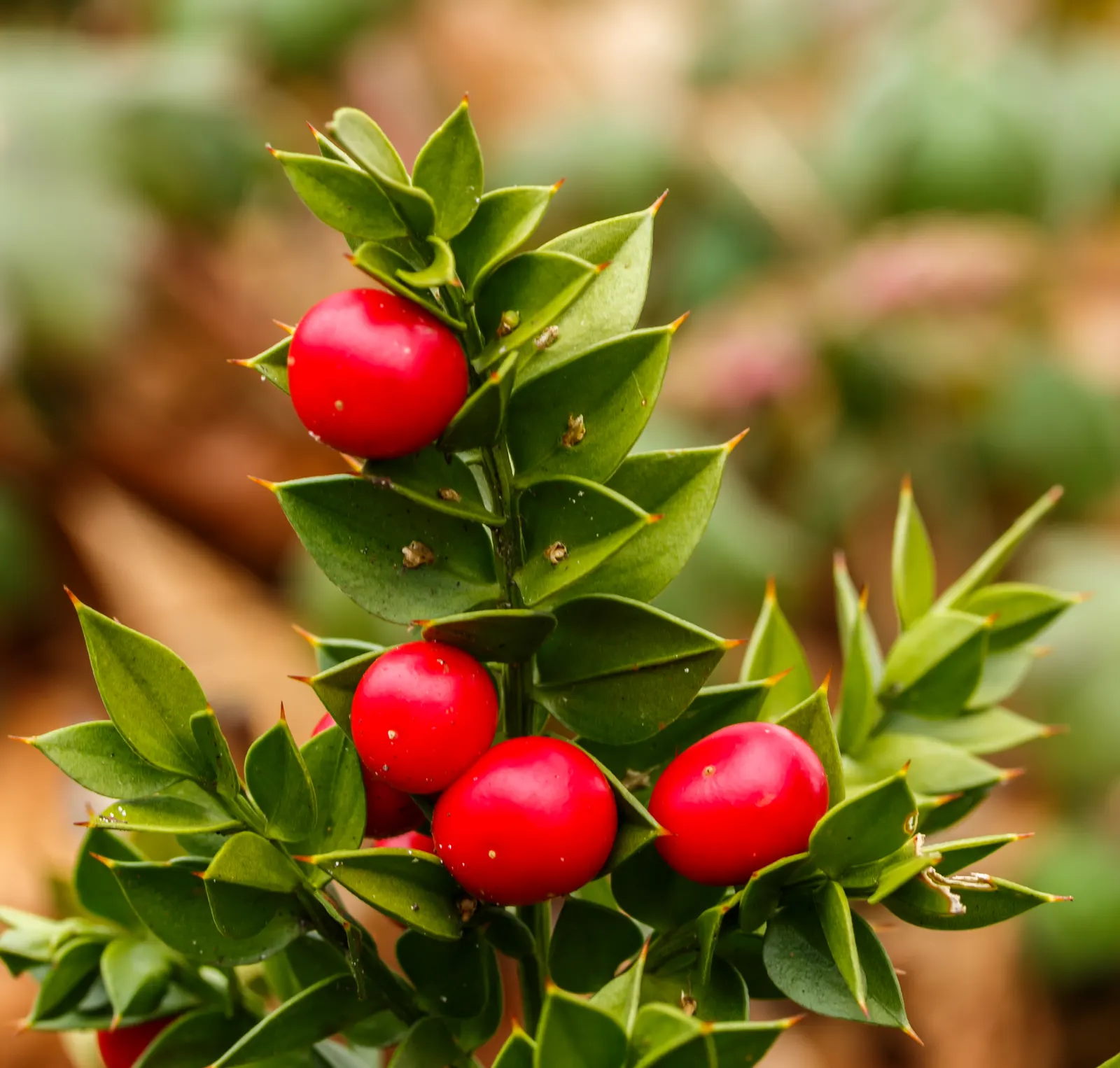 Butcher's Broom (Ruscus Aculeatus) — with only the female bearing the berries.<br><br>Hardy in USDA zones 7 to 9