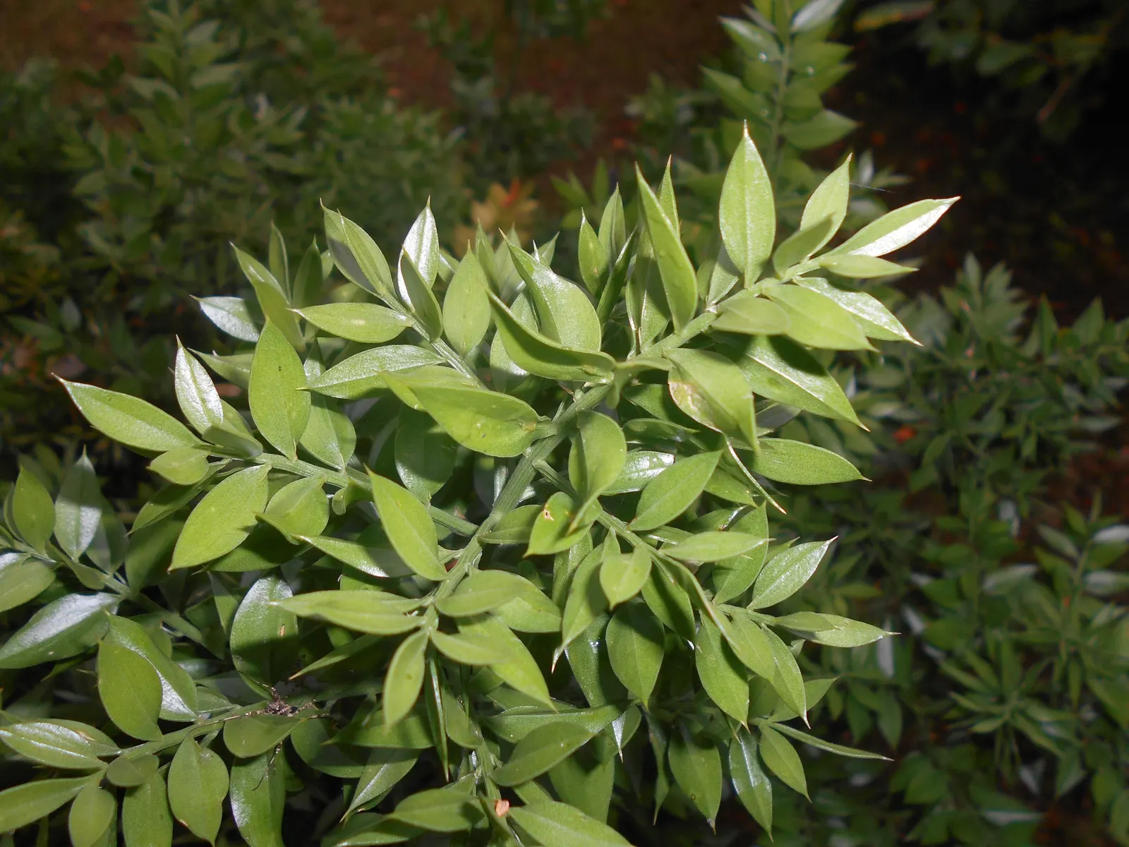 Butcher's Broom (Ruscus Aculeatus) — commonly known as Butcher's Broom