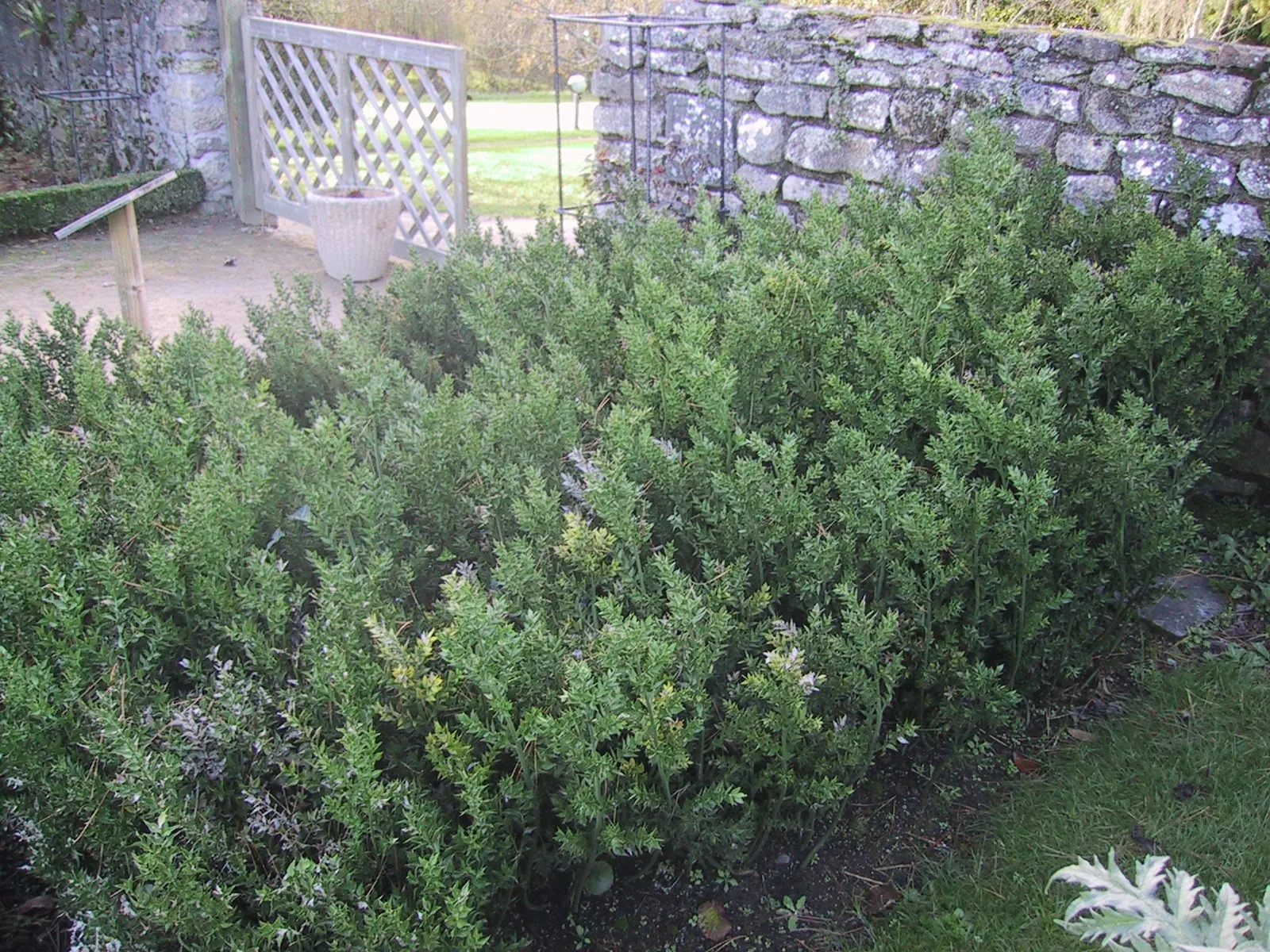 Butcher's Broom (Ruscus Aculeatus) — making it an excellent choice for low-maintenance gardens; pointed stems (cladodes) which perform, image 67