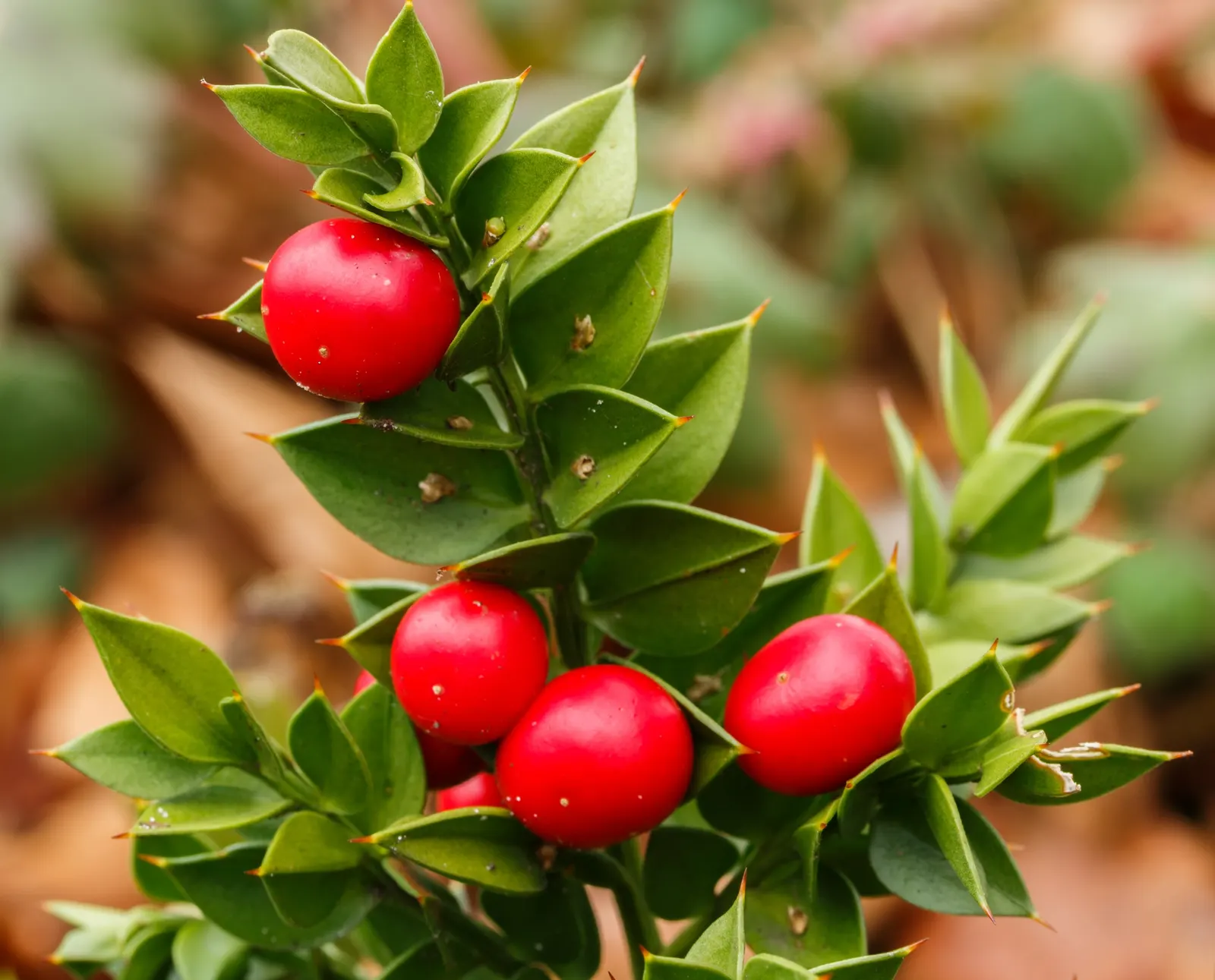 Butcher's Broom (Ruscus Aculeatus) — characterized by its dark green