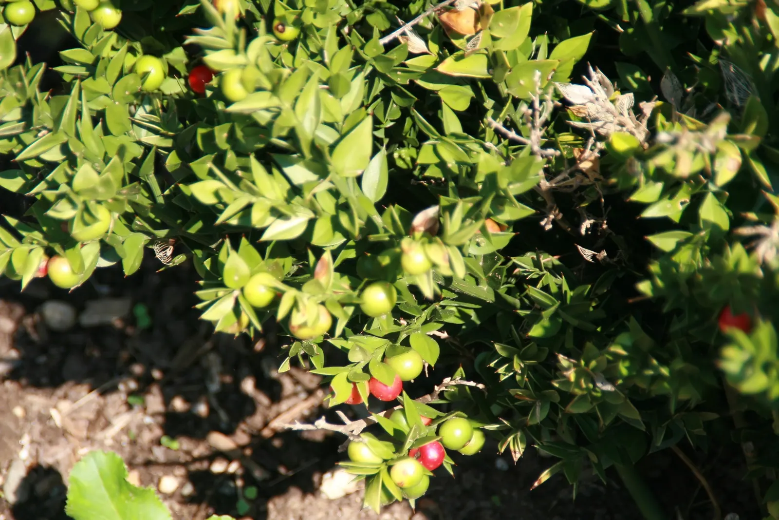 Butcher's Broom (Ruscus Aculeatus) — This tough plant has a distinctive appearance