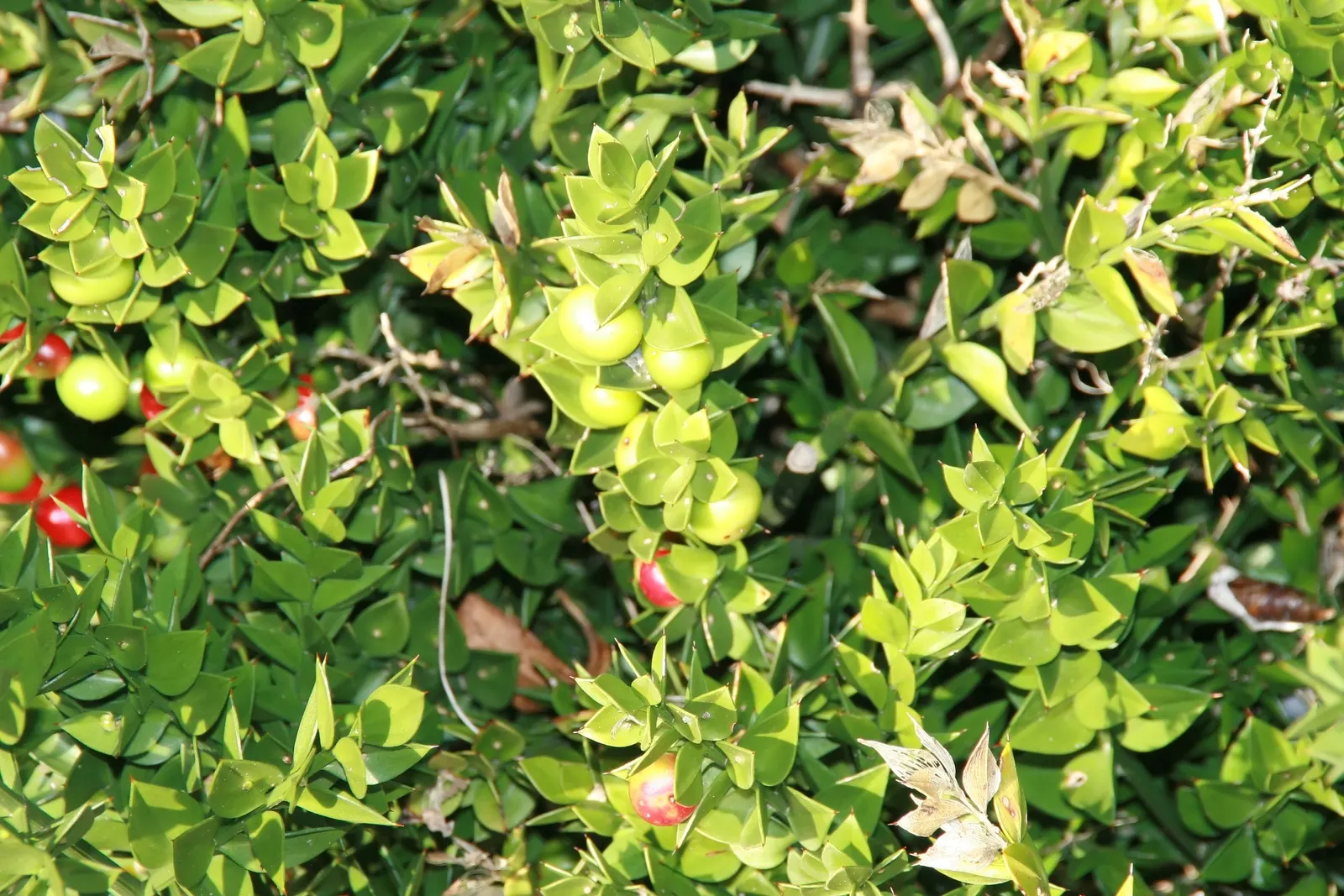 Butcher's Broom (Ruscus Aculeatus) — white flowers in the garden; characterized by its dark green