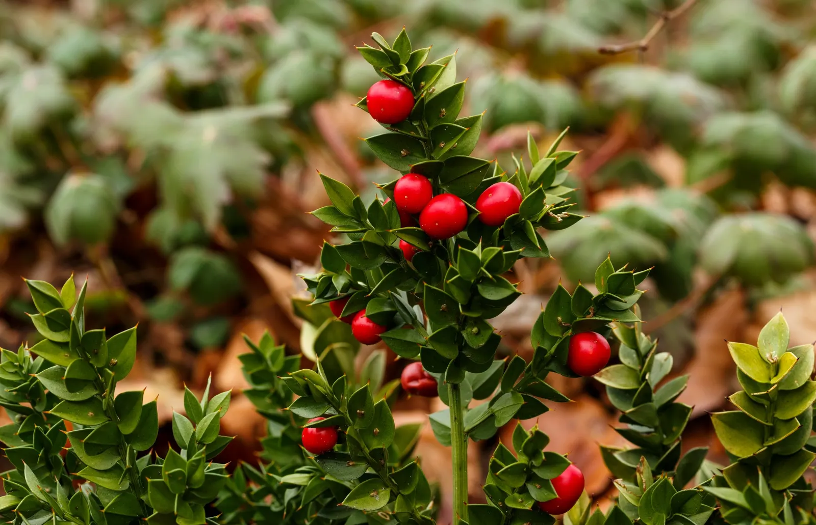 Butcher's Broom (Ruscus Aculeatus) — spine-tipped leaf-like structures (cladodes) with tiny flowers centered in winter