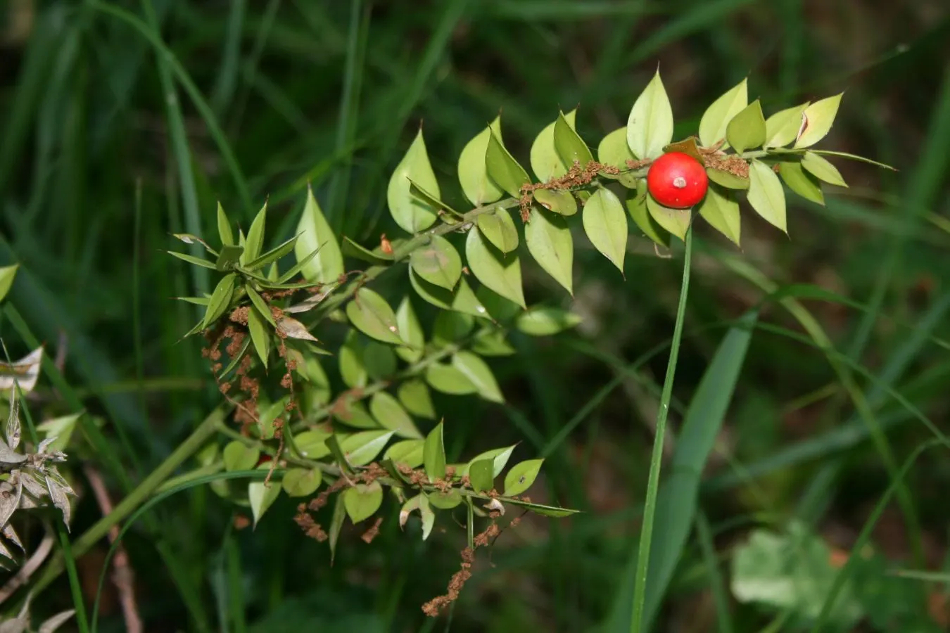 Butcher's Broom (Ruscus Aculeatus) — Butcher's Broom offers an attractive; tolerating a range of soil conditions from sandy to clay and preferring, image 68