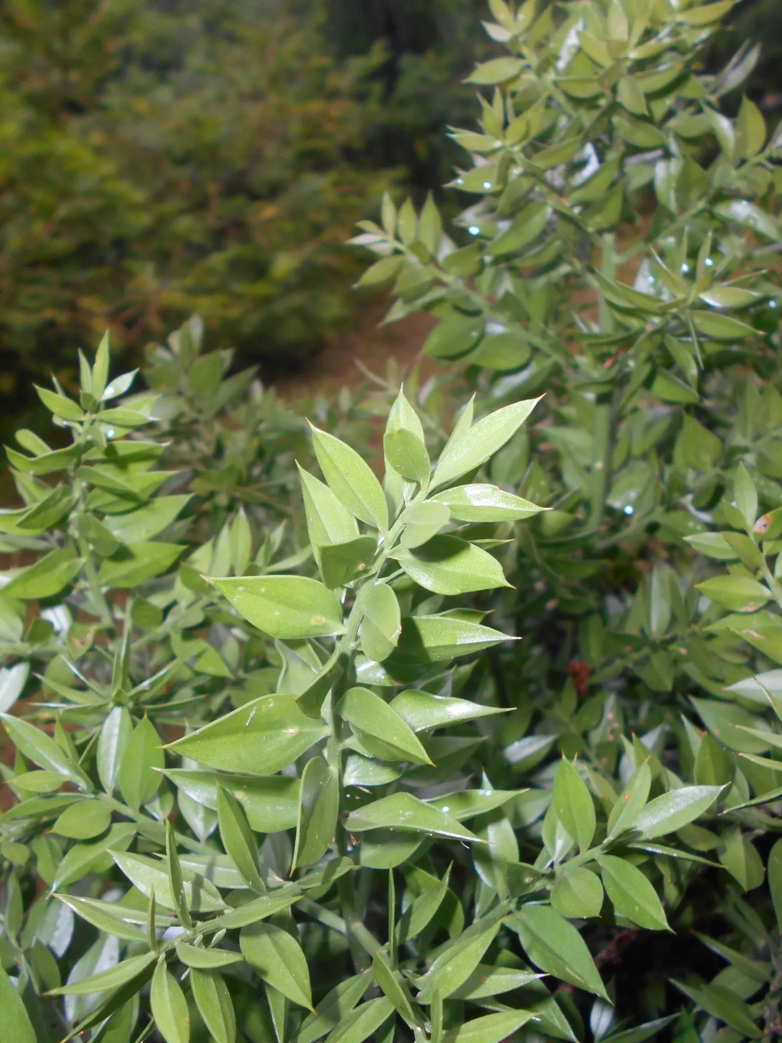 Butcher's Broom (Ruscus Aculeatus) — pointed stems (cladodes) which perform photosynthesis