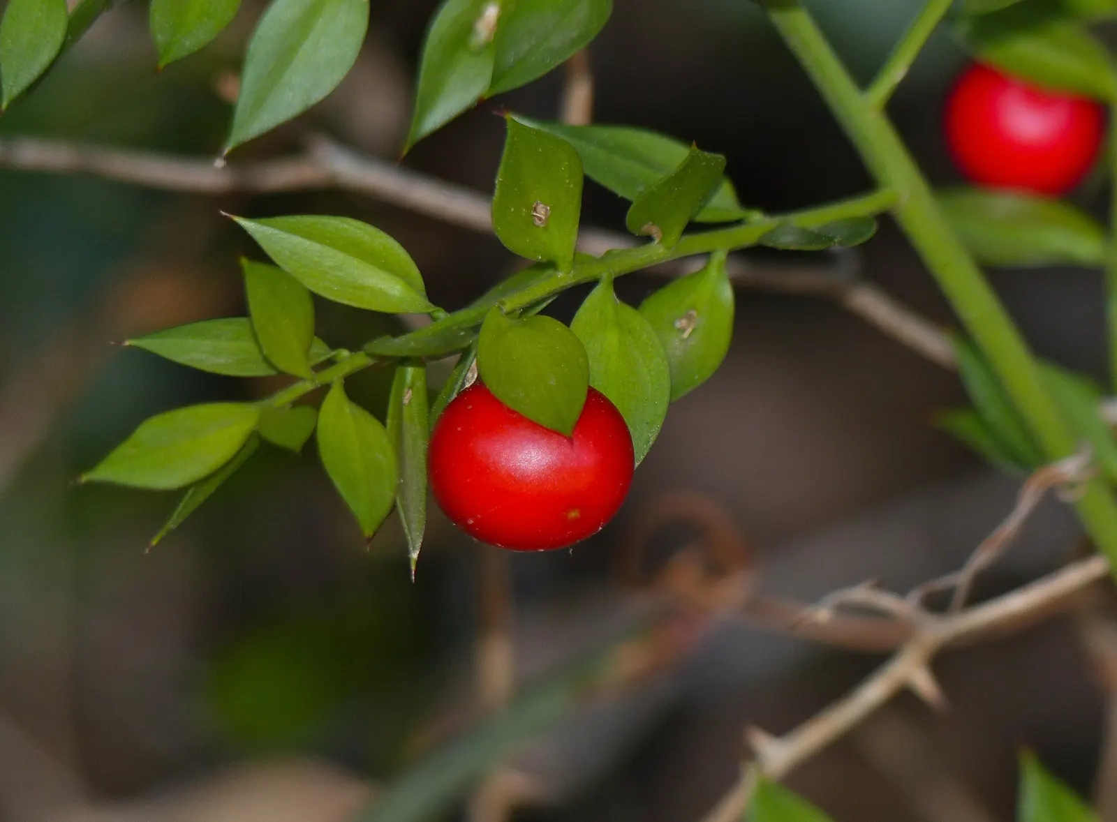 Butcher's Broom (Ruscus Aculeatus) — providing a bold contrast against the dark foliage and a source of food for birds; this shrub is highly, image 61
