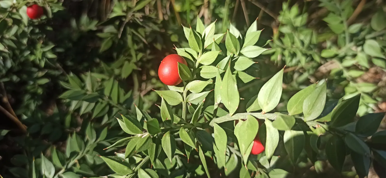 Butcher's Broom (Ruscus Aculeatus) — white flowers in the garden
