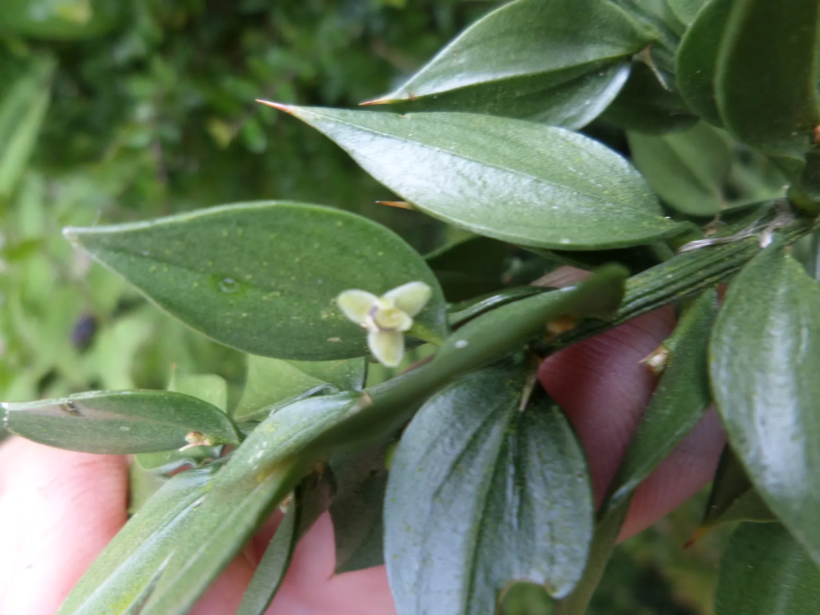 Butcher's Broom (Ruscus Aculeatus) — Ensure to plant both male and female specimens if berry production is desired; ground cover for deep shade or, image 69