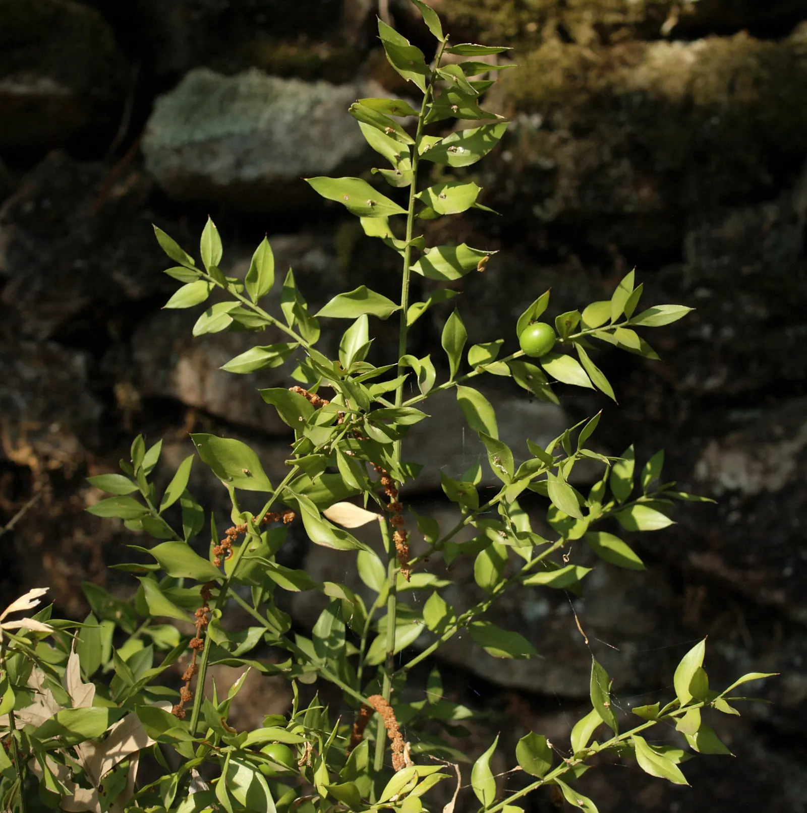 Butcher's Broom (Ruscus Aculeatus) — Red berries emerge in fall
