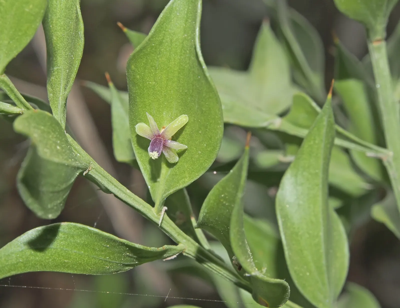 Butcher's Broom (Ruscus Aculeatus) — Butcher's Broom is also drought-resistant once established