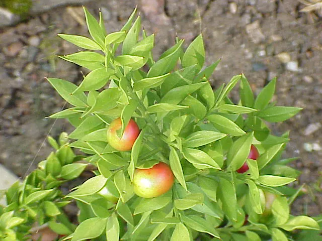 Butcher's Broom (Ruscus Aculeatus) — Adapted to partial/full shade; butcher's Broom is also drought-resistant once established, image 75