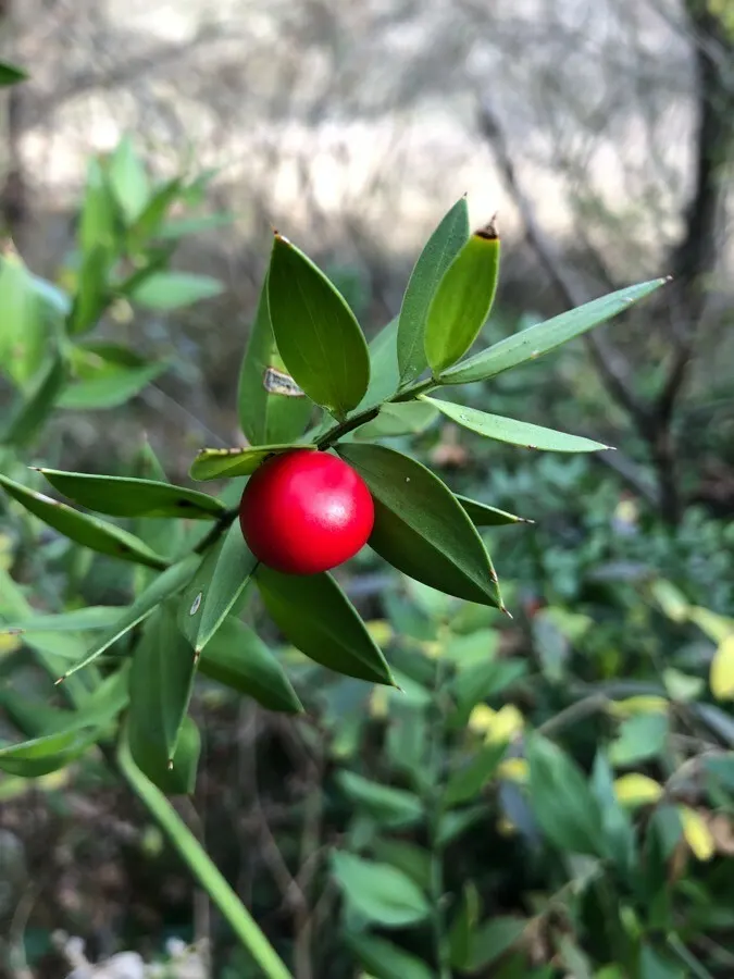 Butcher's Broom (Ruscus Aculeatus) — These berries are a considerable attraction; the leaves are not true leaves but are modified