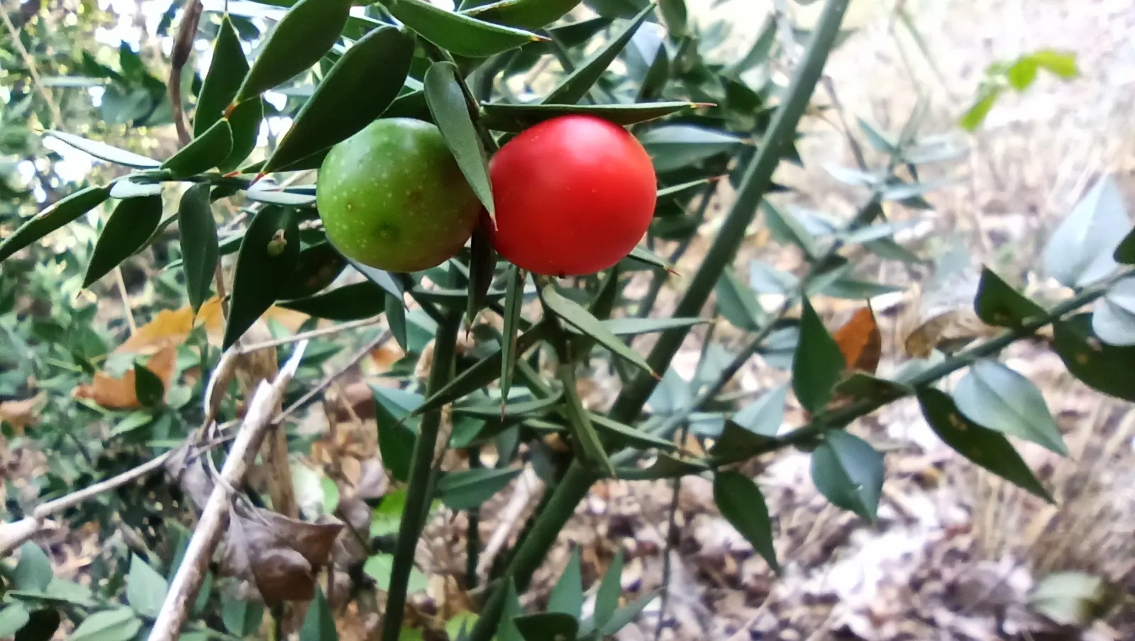 Butcher's Broom (Ruscus Aculeatus) — which give rise to vibrant red berries in the fall and winter; is a tough evergreen shrub standing about 2-3 feet tall
