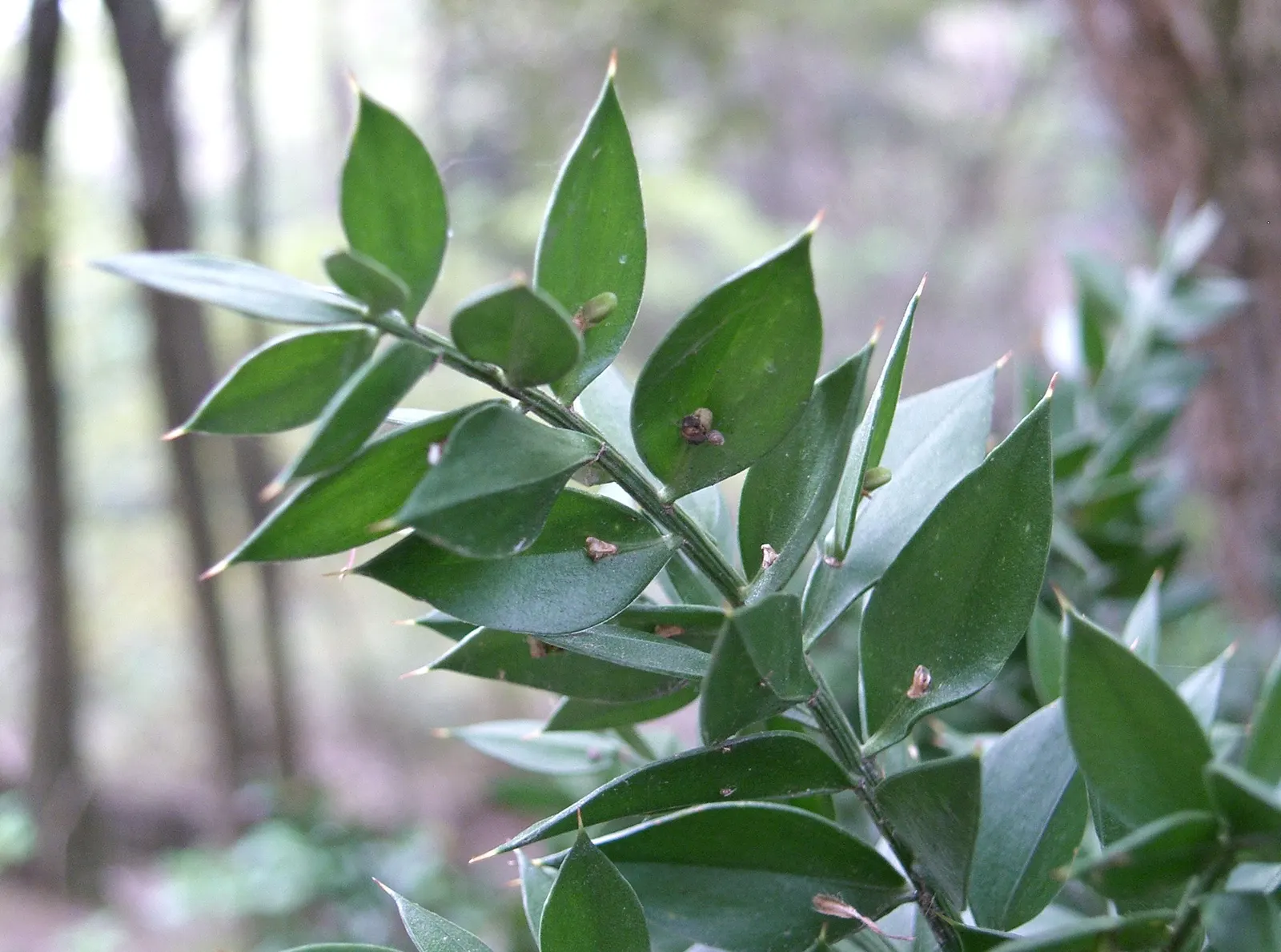 Butcher's Broom (Ruscus Aculeatus) — providing a bold contrast against the dark foliage and a source of food for birds; this shrub is highly adaptable