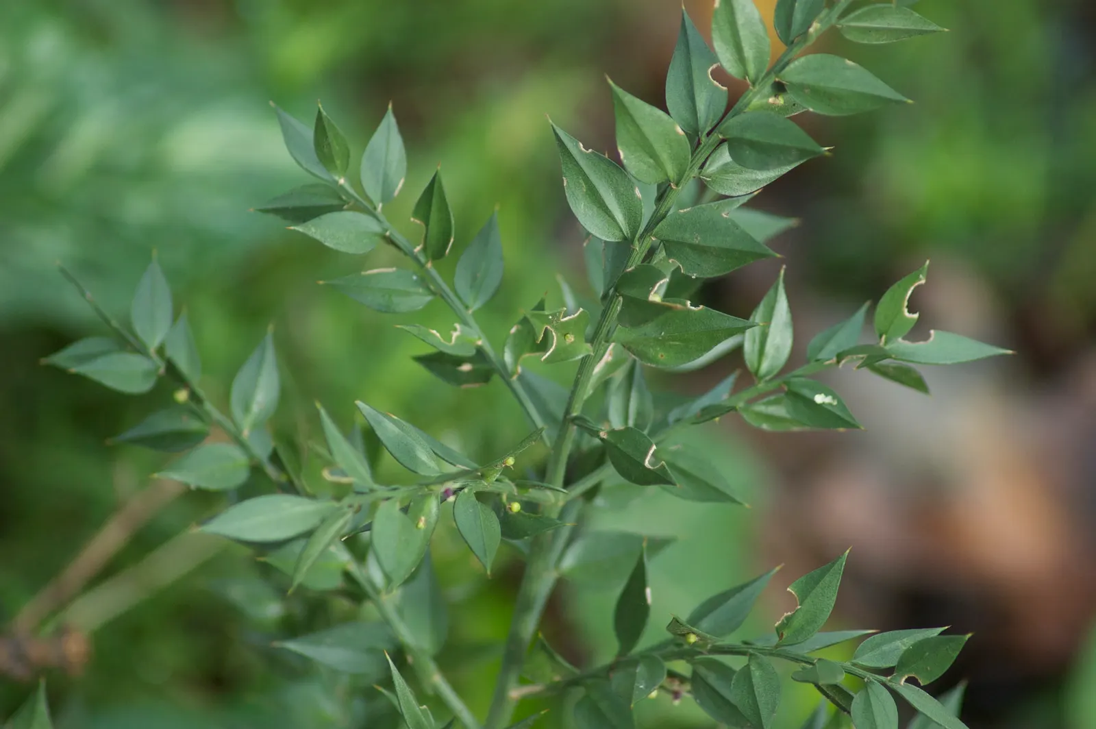Butcher's Broom (Ruscus Aculeatus) — pointed stems (cladodes) which perform photosynthesis; making it an excellent choice for low-maintenance gardens