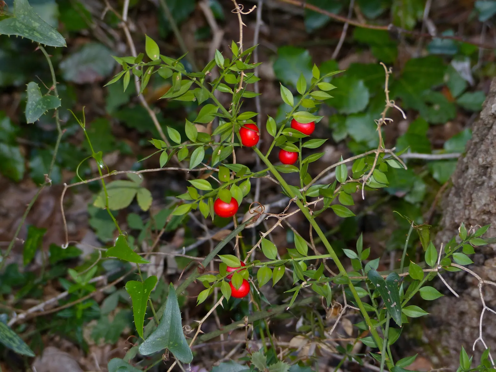 Butcher's Broom (Ruscus Aculeatus) — this shrub is highly adaptable; providing a bold contrast against the dark foliage and a source of food for, image 64