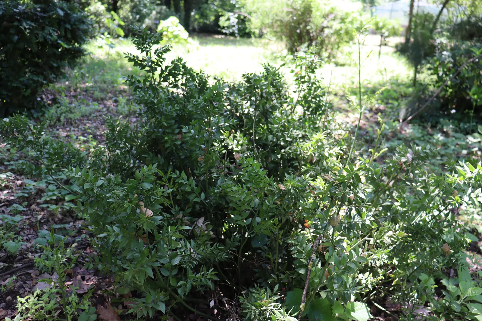 Butcher's Broom (Ruscus Aculeatus) — Adapted to partial/full shade; butcher's Broom is also drought-resistant once established