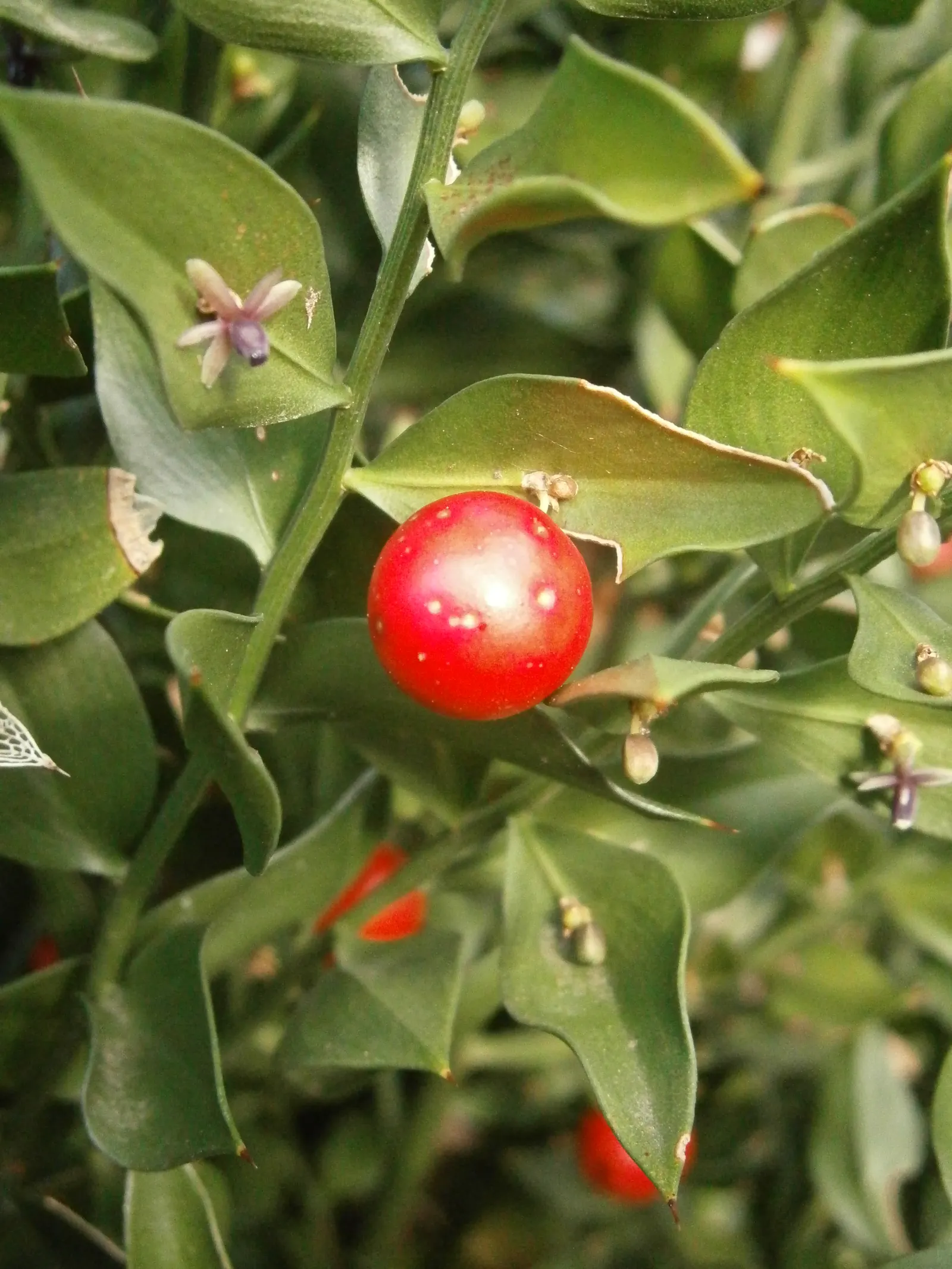 Butcher's Broom (Ruscus Aculeatus) — Ensure to plant both male and female specimens if berry production is desired; ground cover for deep shade or shade