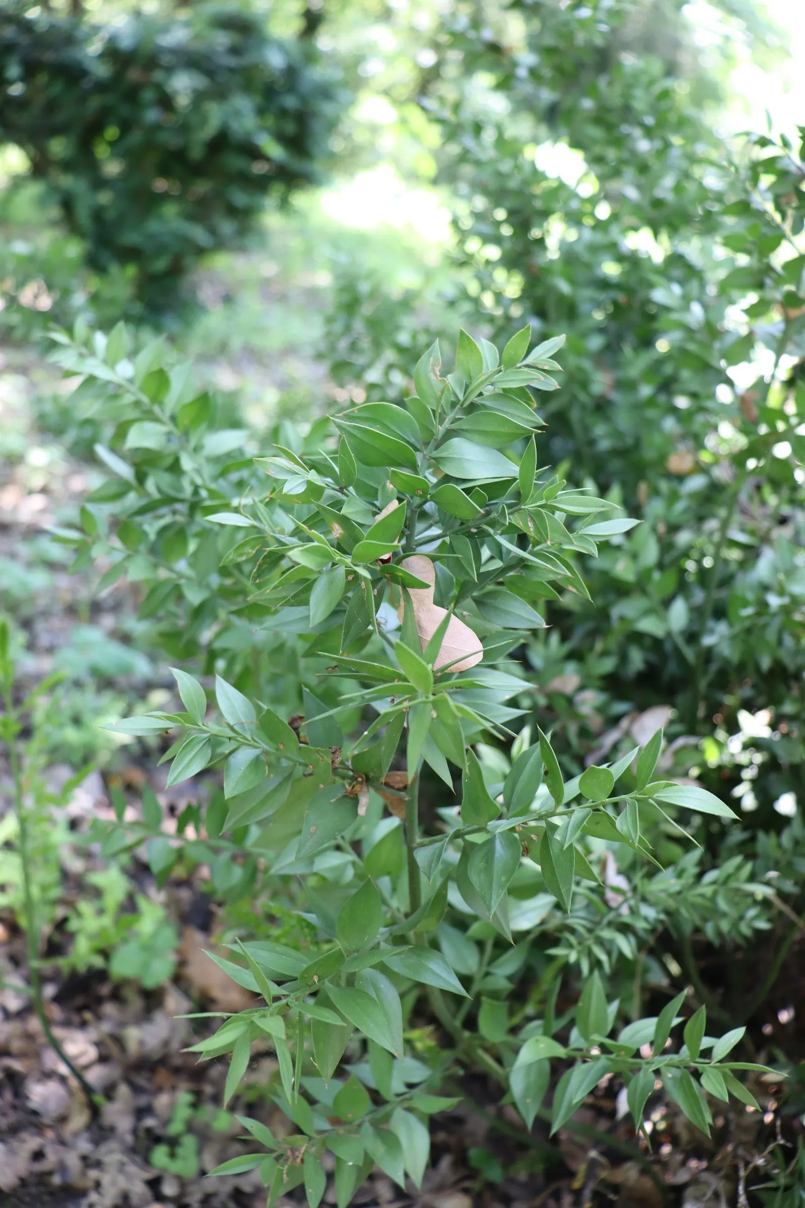 Butcher's Broom (Ruscus Aculeatus) — This tough plant has a distinctive appearance; with only the female bearing the berries.<br><br>Hardy in USDA, image 78