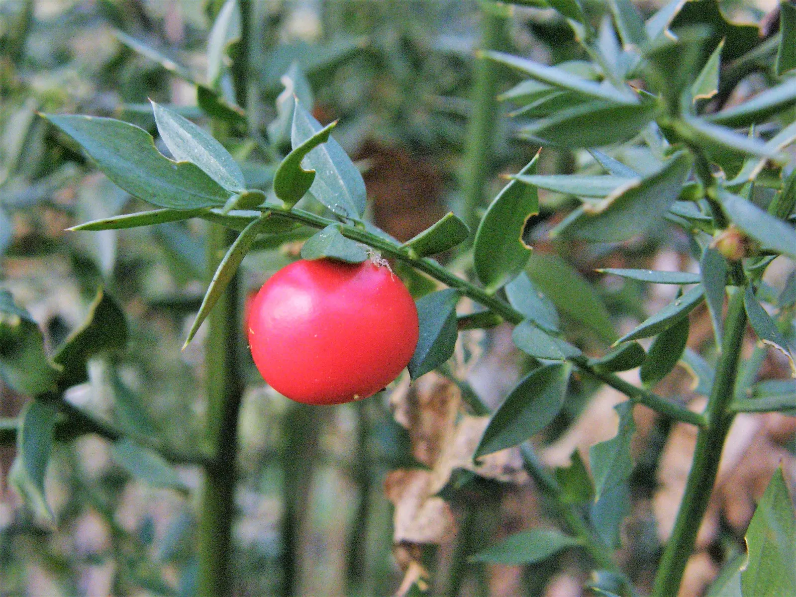 Butcher's Broom (Ruscus Aculeatus) — which give rise to vibrant red berries in the fall and winter; is a tough evergreen shrub standing about 2-3, image 59